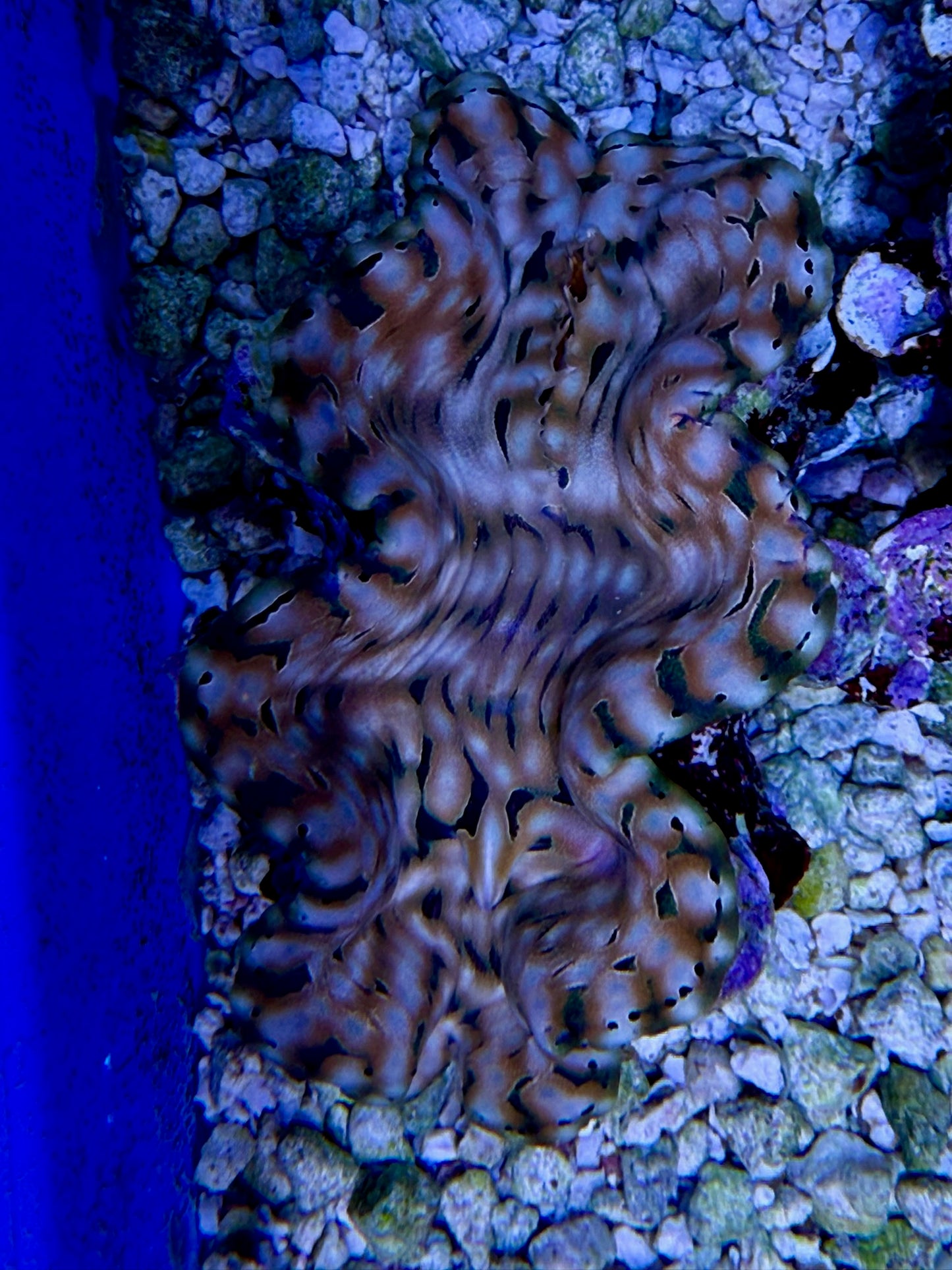 Squamosa T4 #9