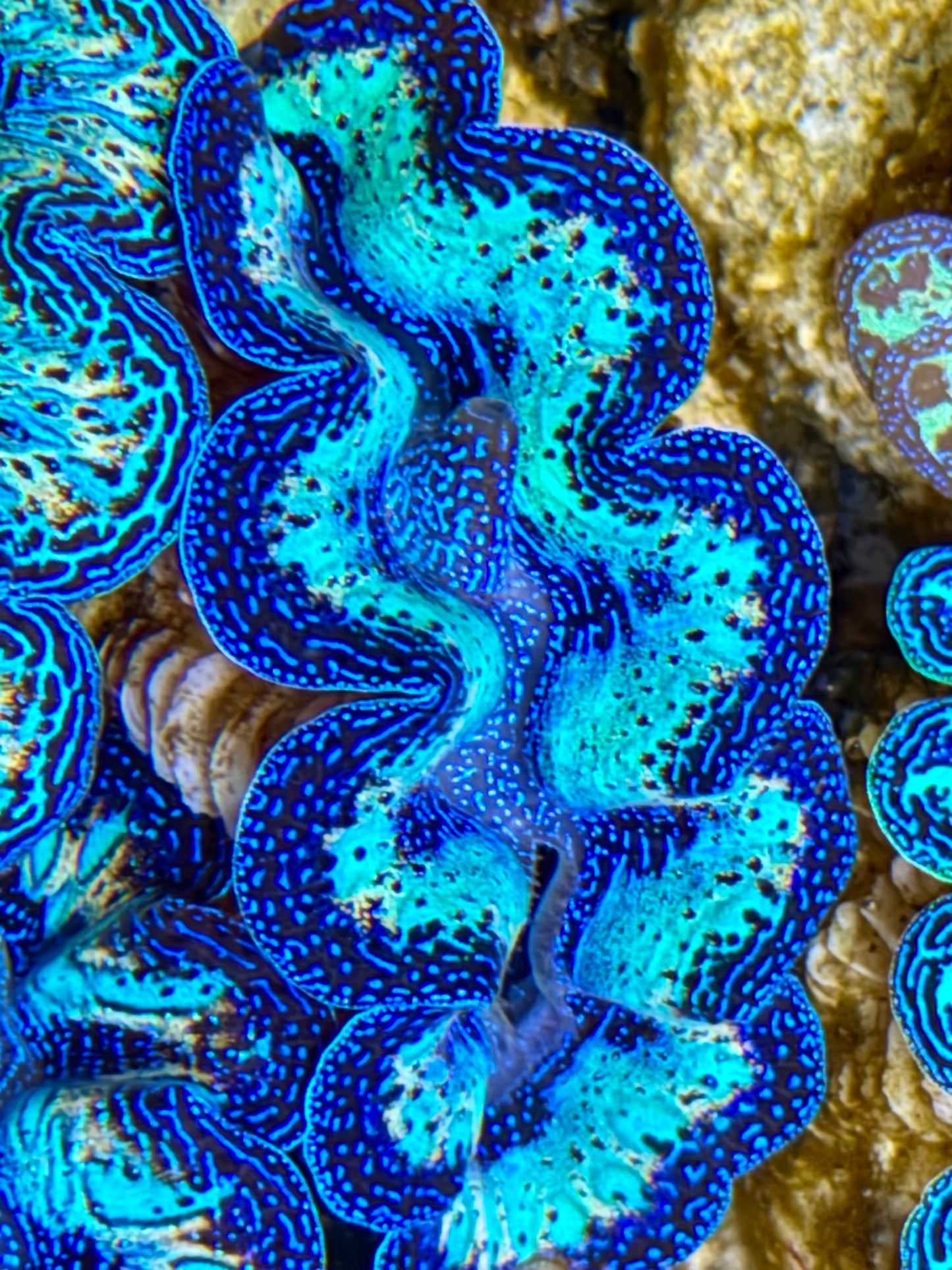 Ultra Rainbow Crocea Clam Captive Bred B