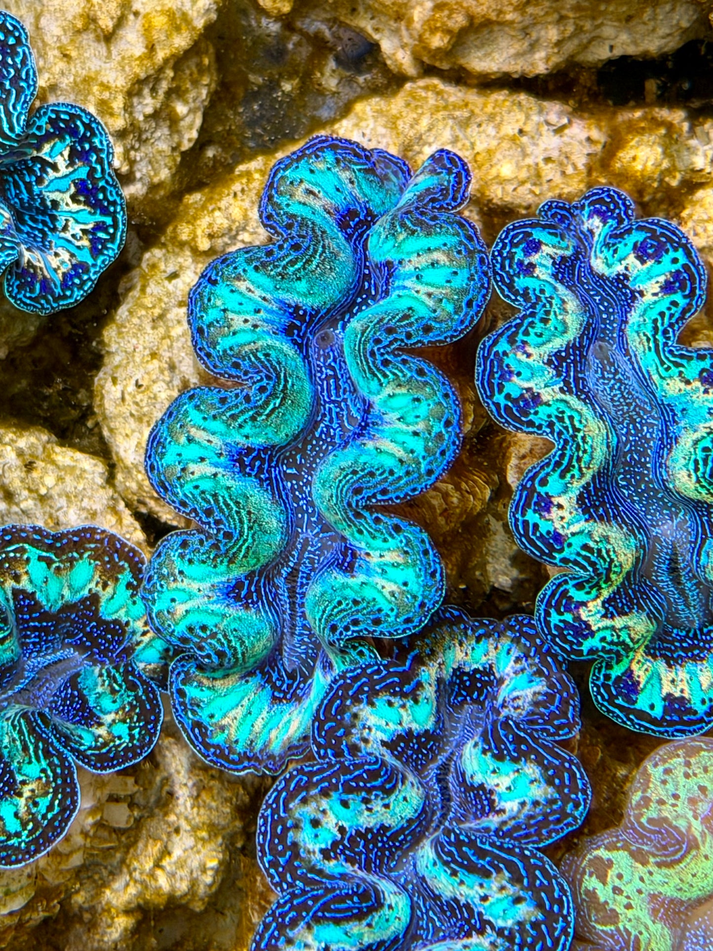 Ultra Rainbow Crocea Clam Captive Bred B