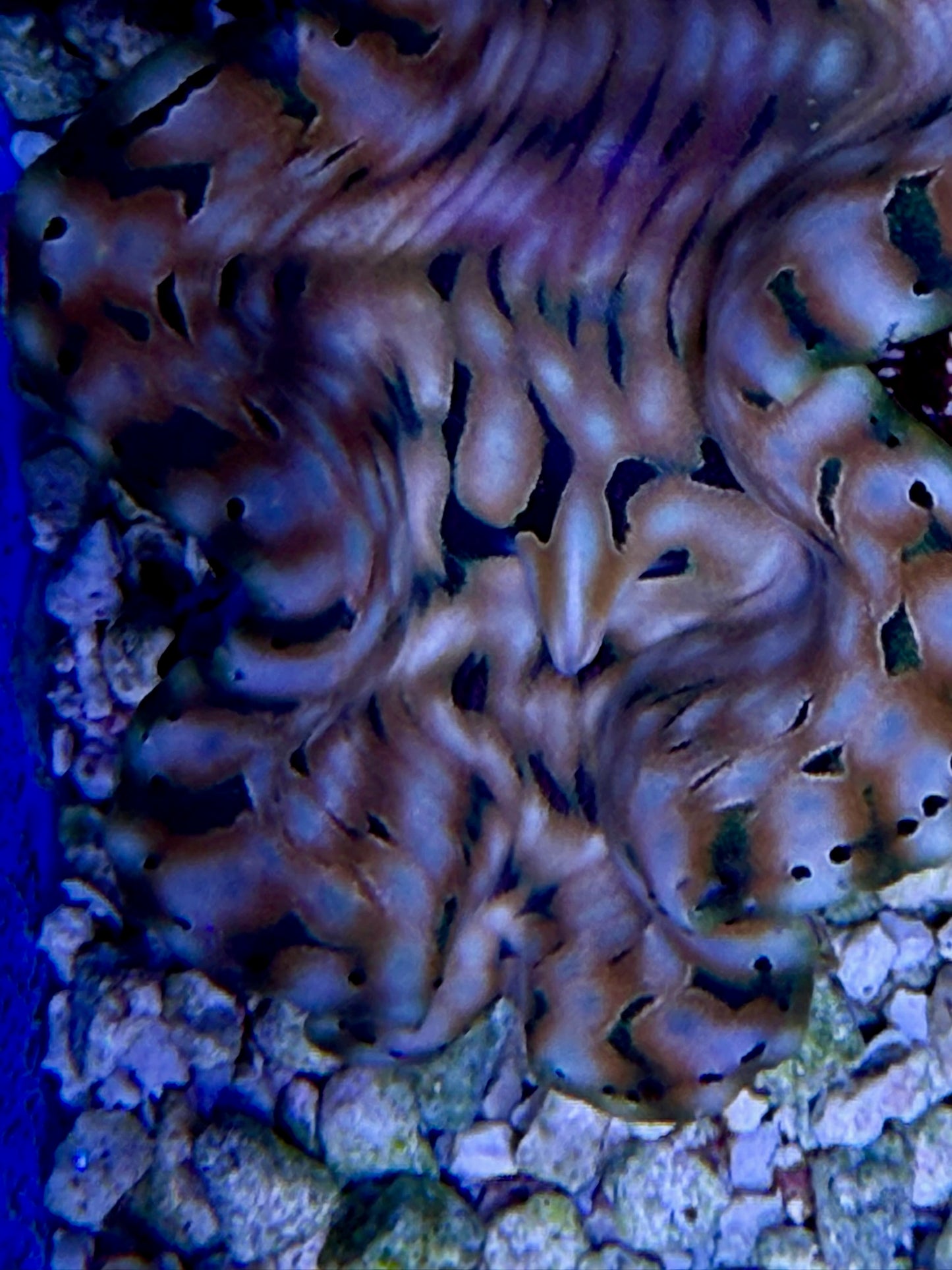Squamosa T4 #9