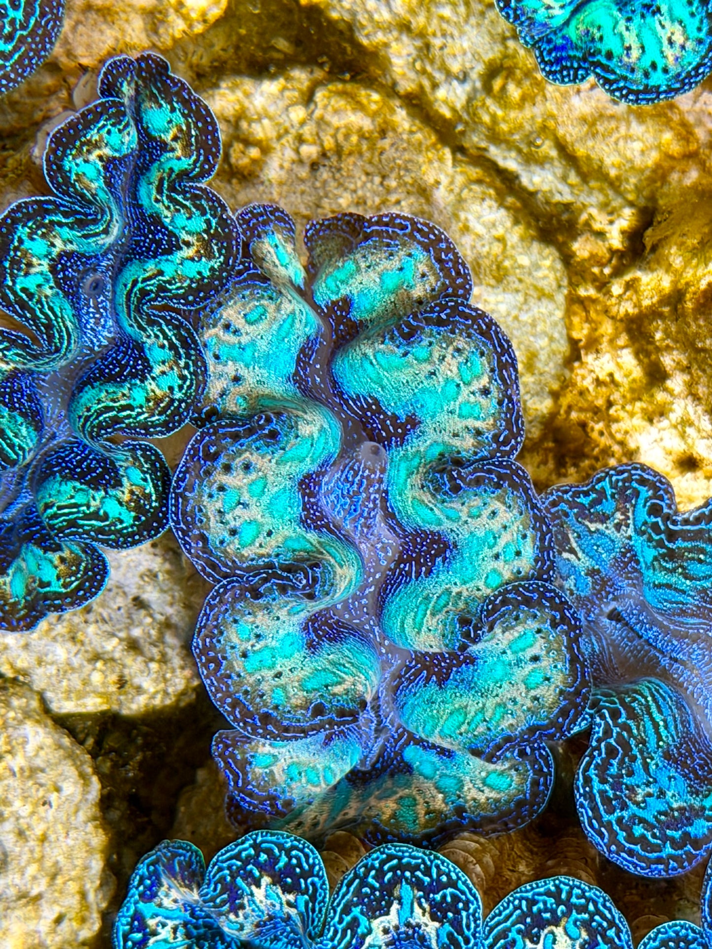 Ultra Rainbow Crocea with Tear Drops Clam Captive Bred B