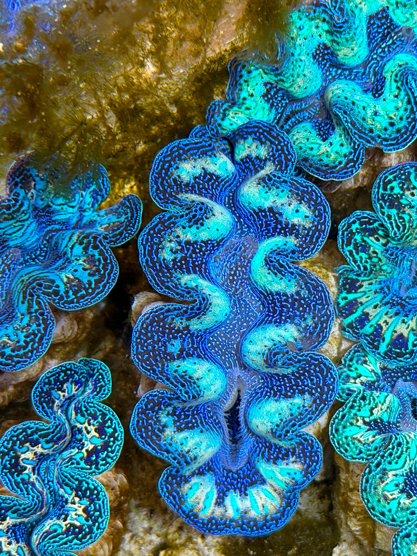 Ultra Rainbow Crocea Clam Captive Bred B