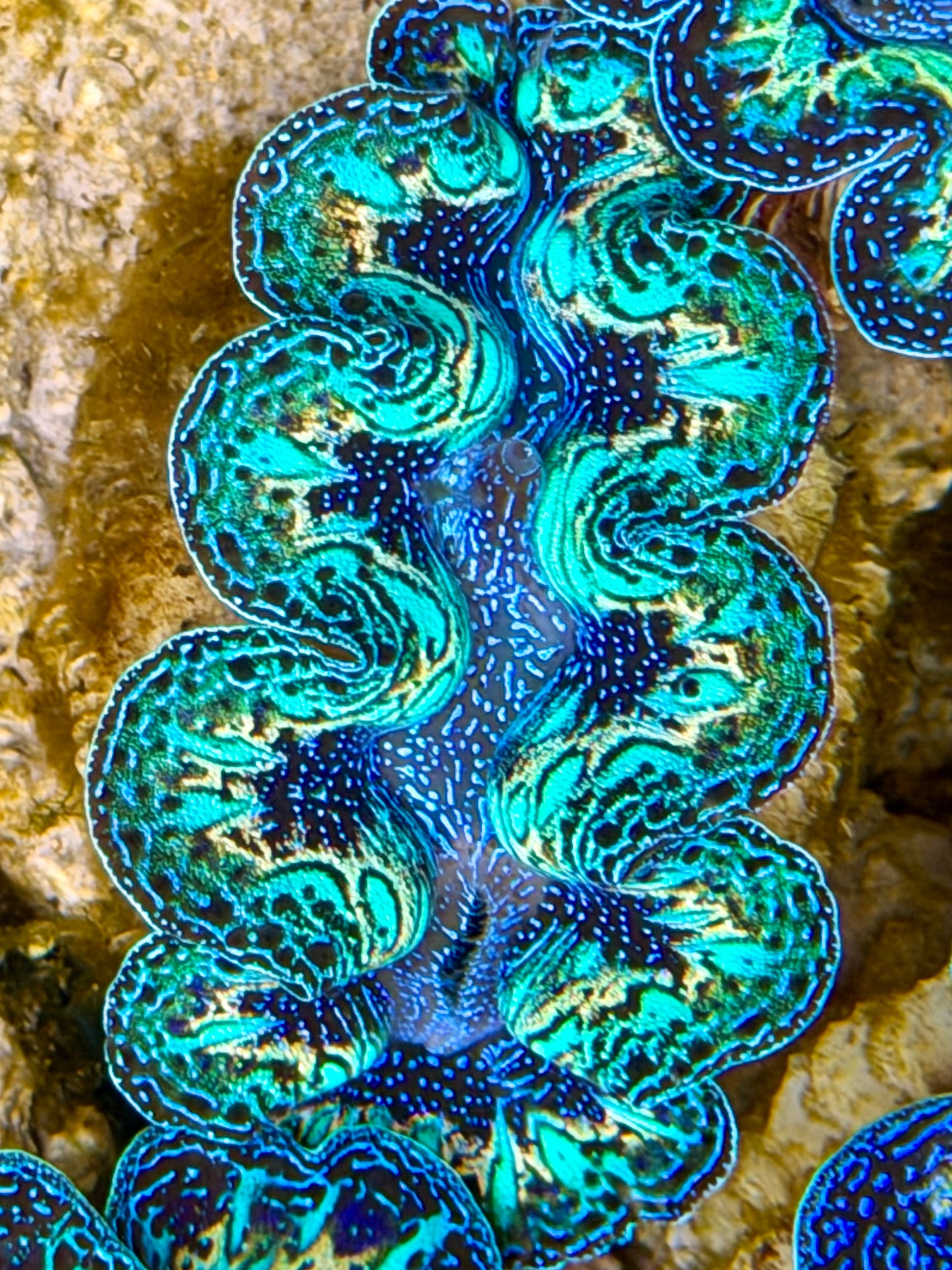 Ultra Rainbow Crocea Clam Captive Bred B