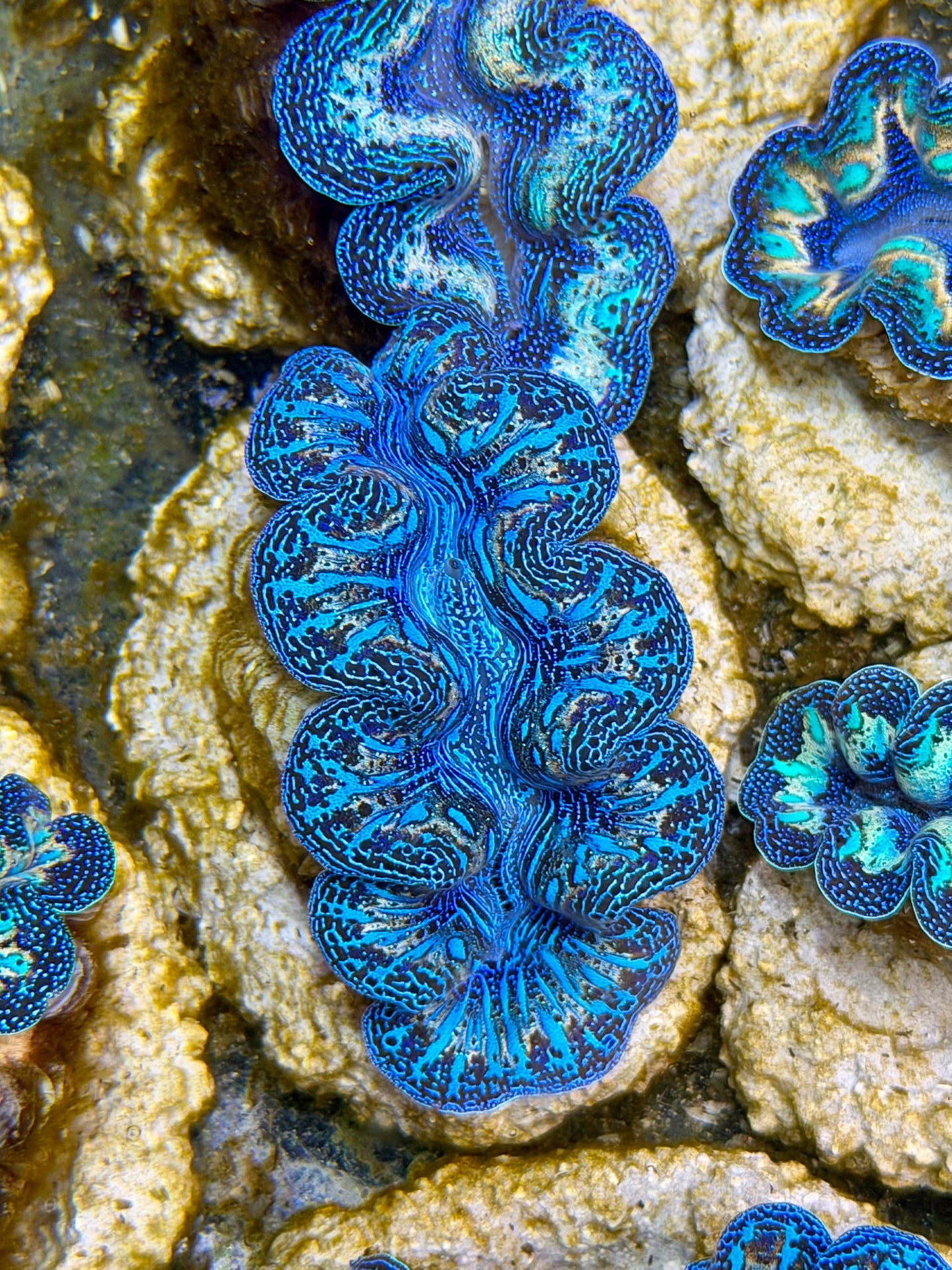Ultra Rainbow Crocea Clam Captive Bred B