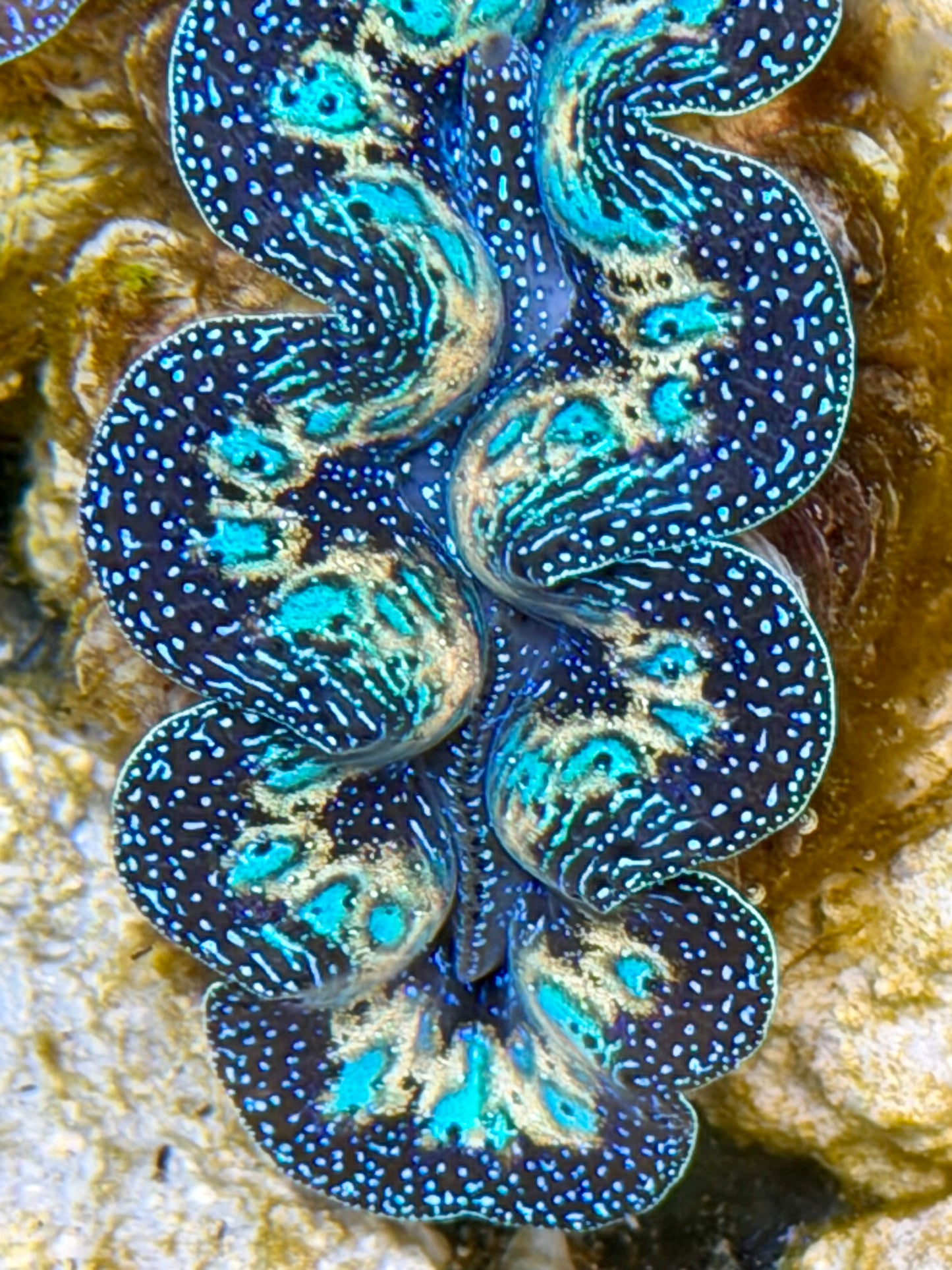 Ultra Rainbow Crocea Clam Captive Bred B