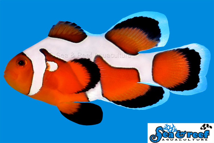 Longfin DaVinci Extreme (new!)