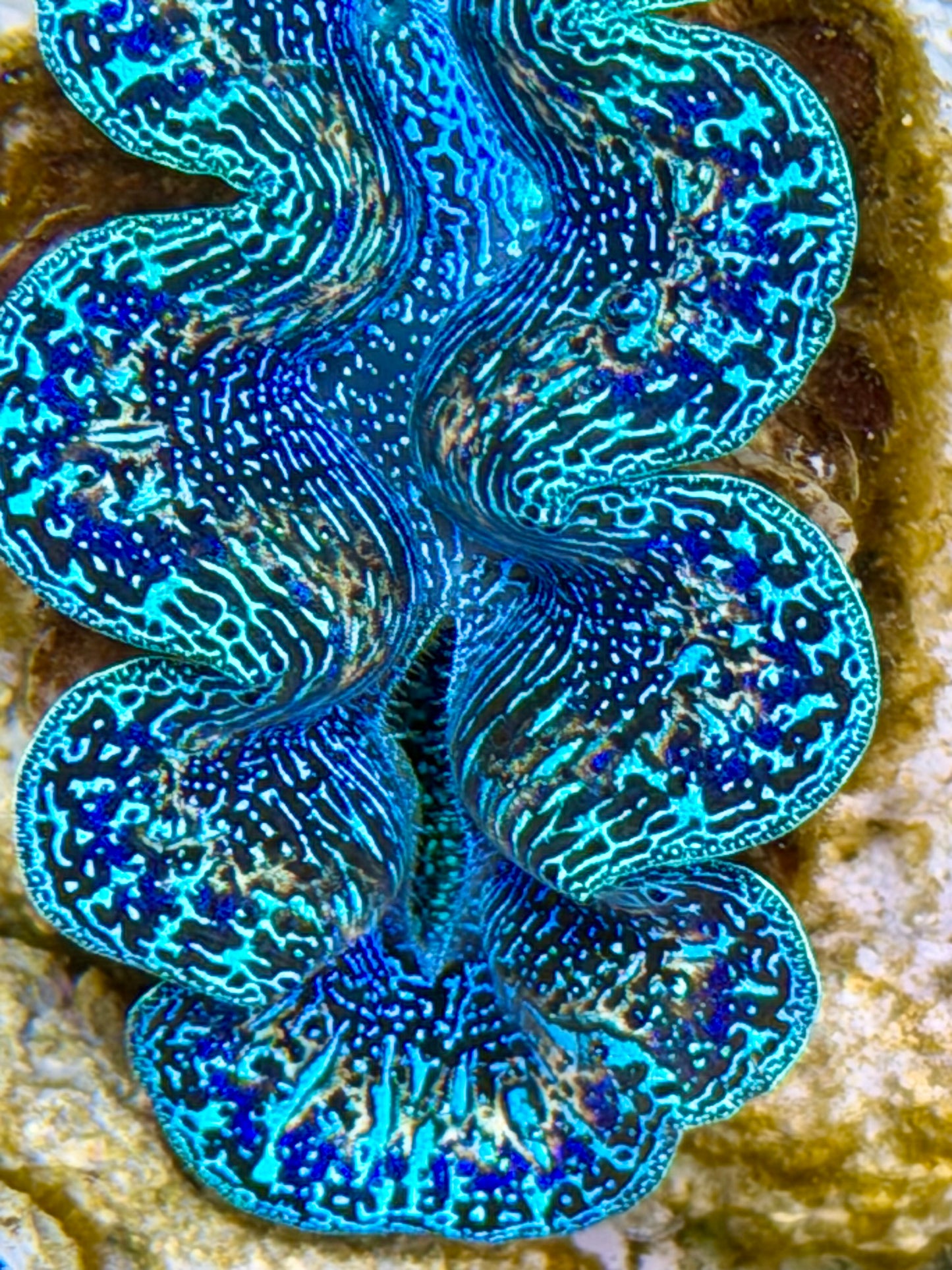 Ultra Rainbow Crocea Clam Captive Bred B