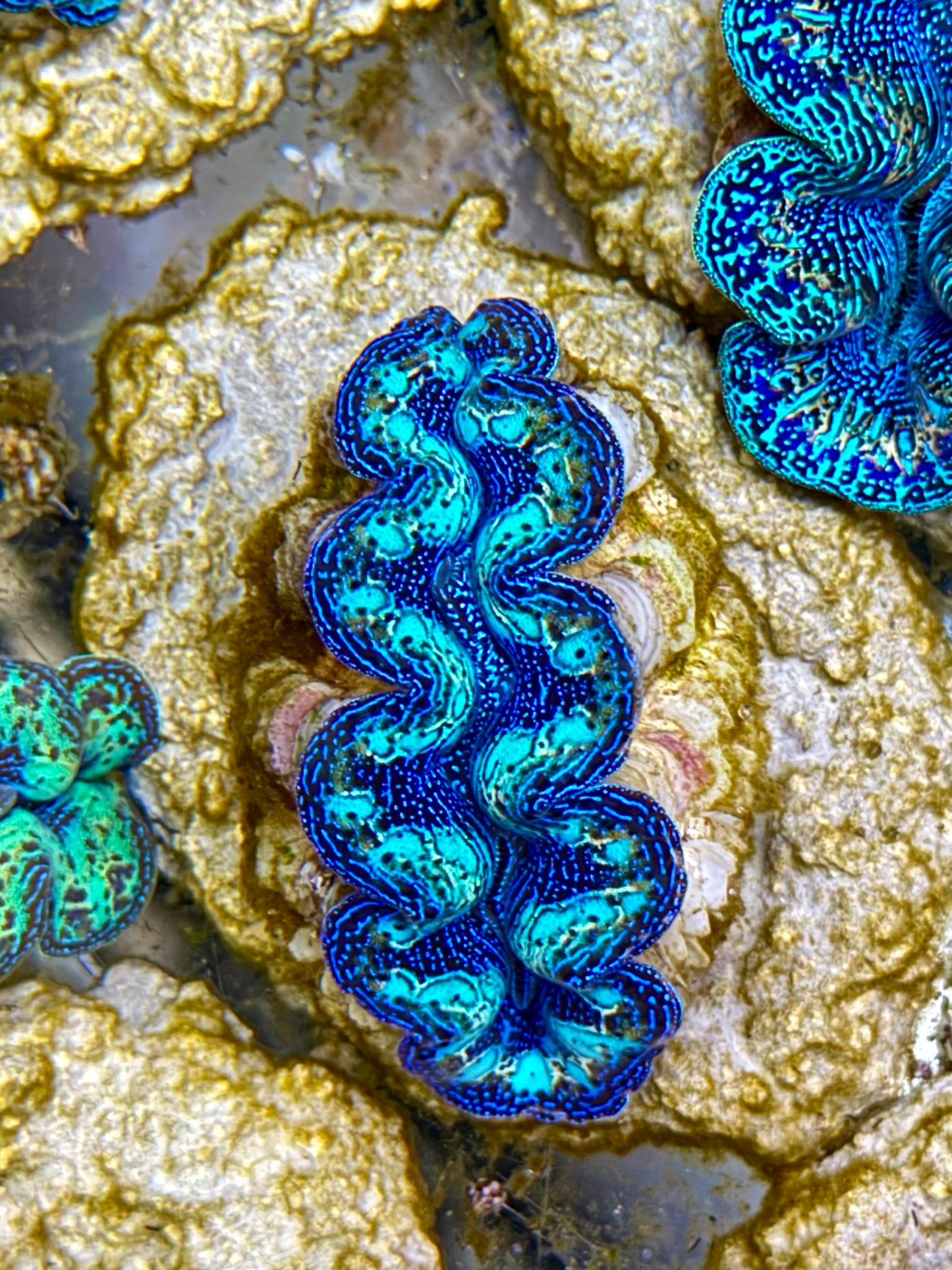 Ultra Rainbow Crocea Clam Captive Bred B