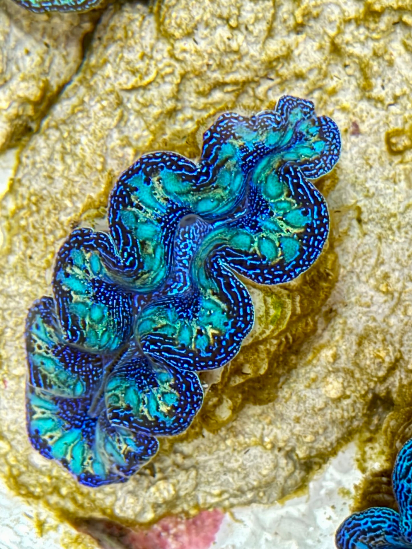 Ultra Rainbow Crocea Clam Captive Bred B