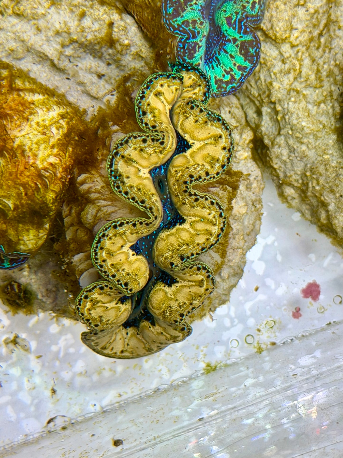 Ultra Yellow Teardrops Crocea Clam Captive Bred B