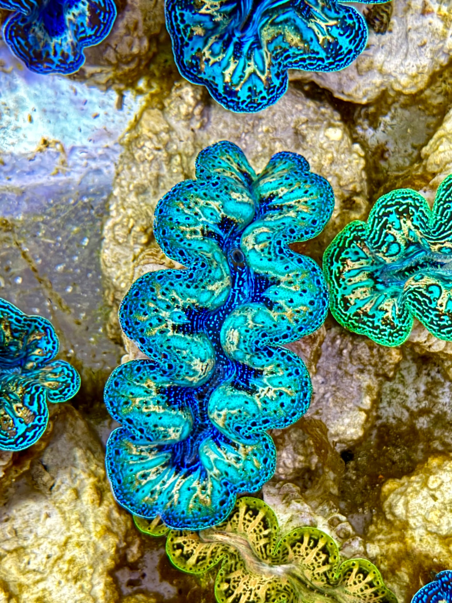 Ultra Rainbow Crocea Clam Captive Bred B