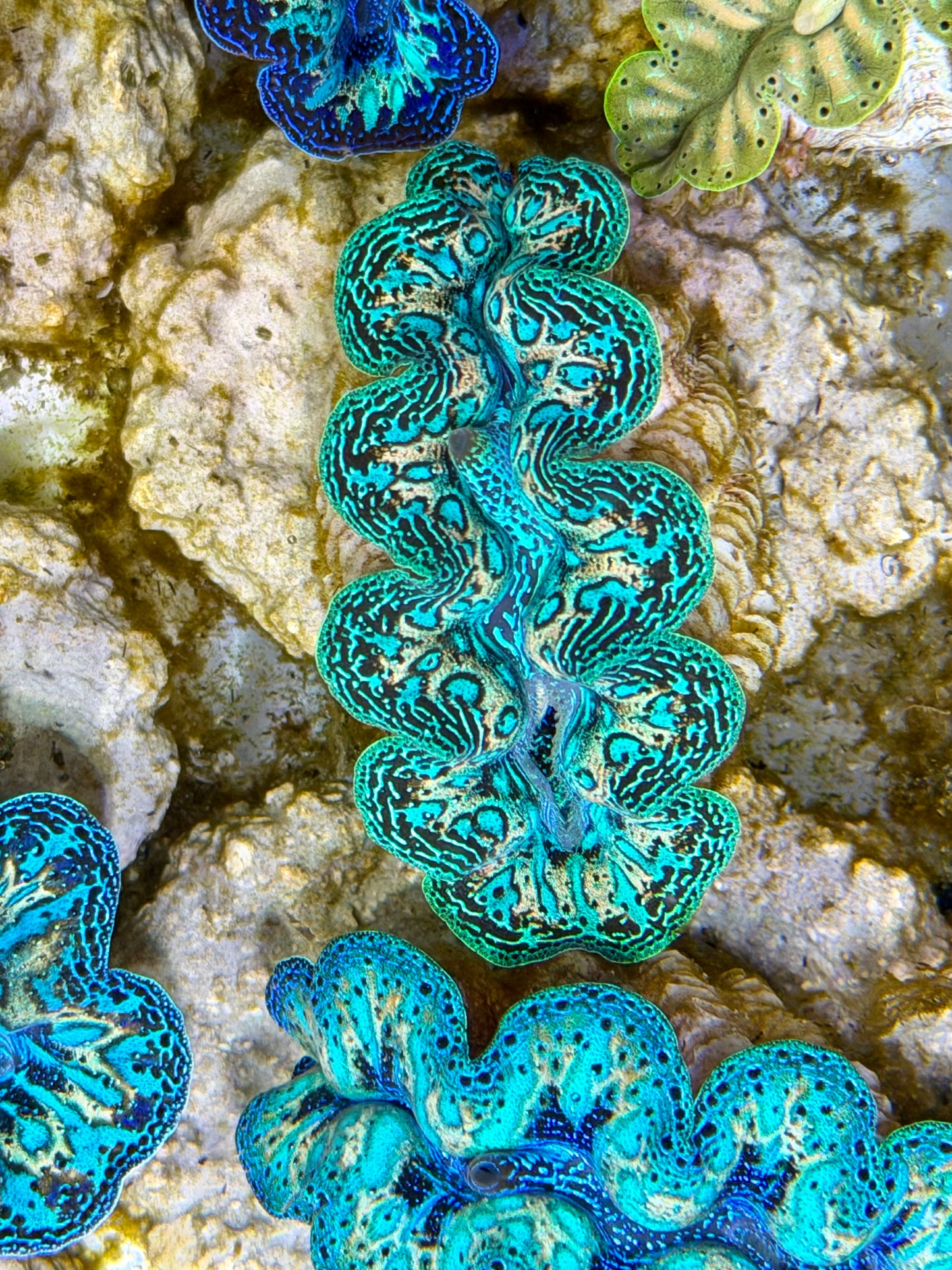Ultra Rainbow Crocea Clam Captive Bred B