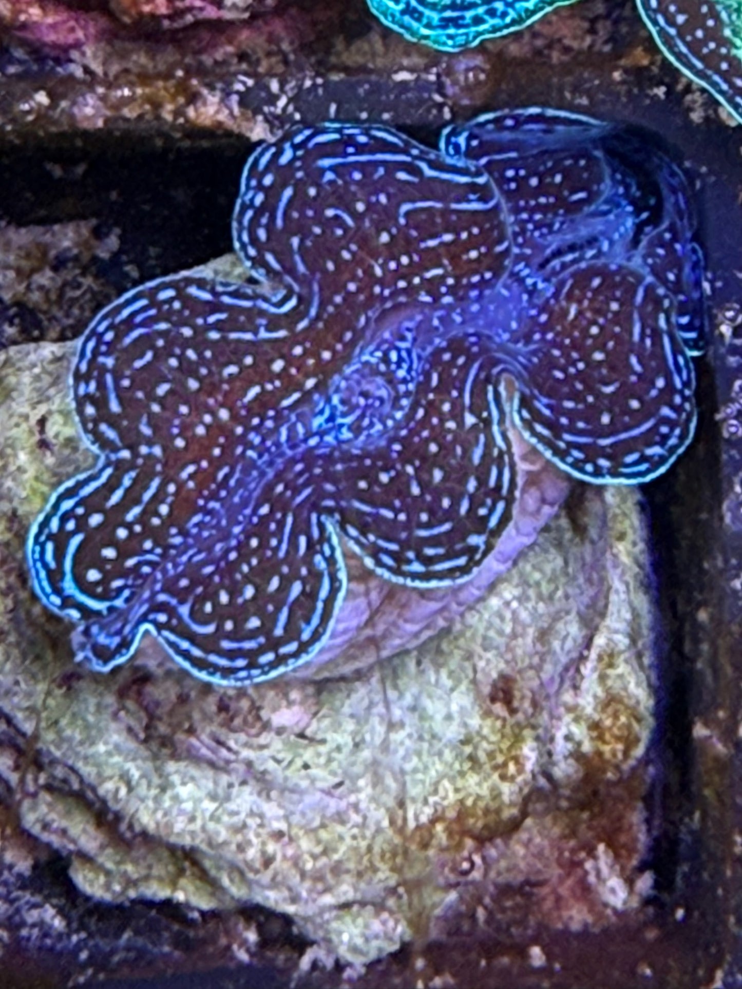 Captive bred Crocea tridacna giant clam #53 Black
