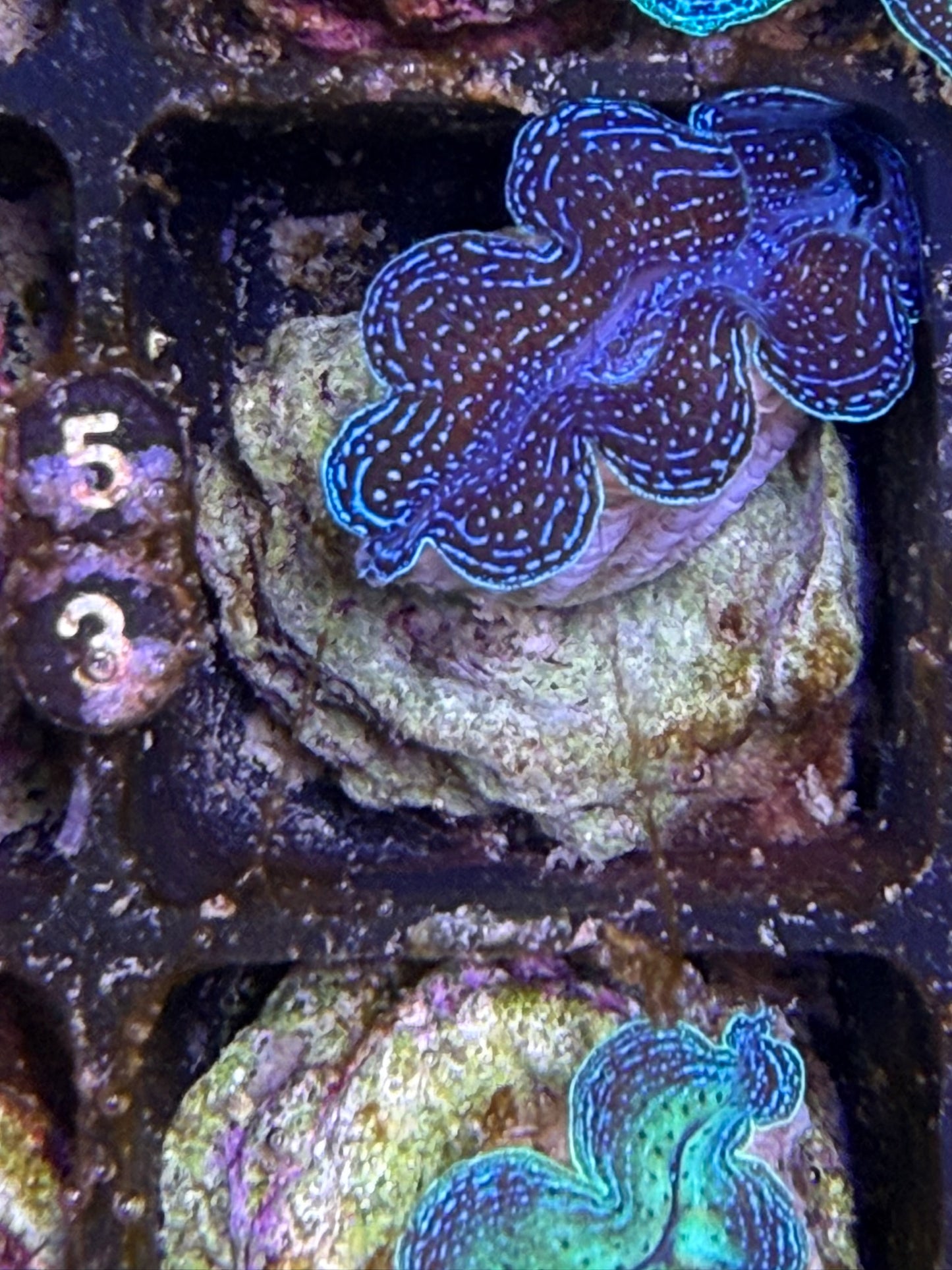 Captive bred Crocea tridacna giant clam #53 Black
