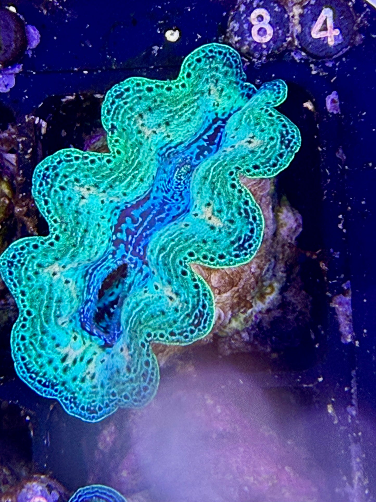 Captive bred Neon Rainbow Crocea tridacna giant clam #84 Black