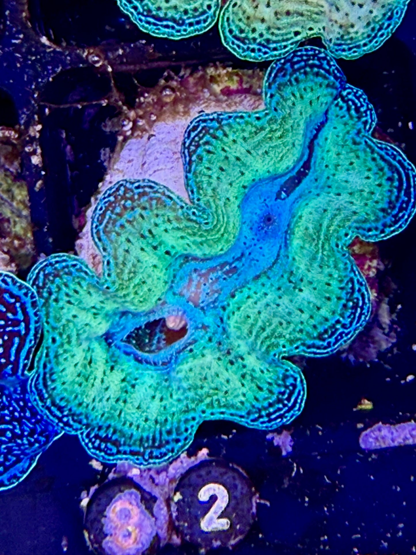 Captive bred Neon Crocea tridacna giant clam #82 Black