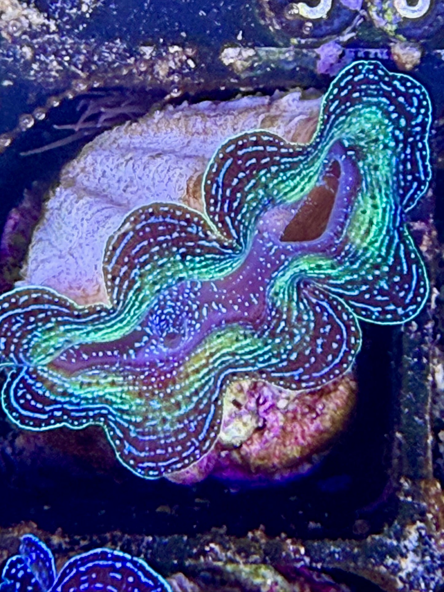 Captive bred Crocea tridacna giant clam #93 Black