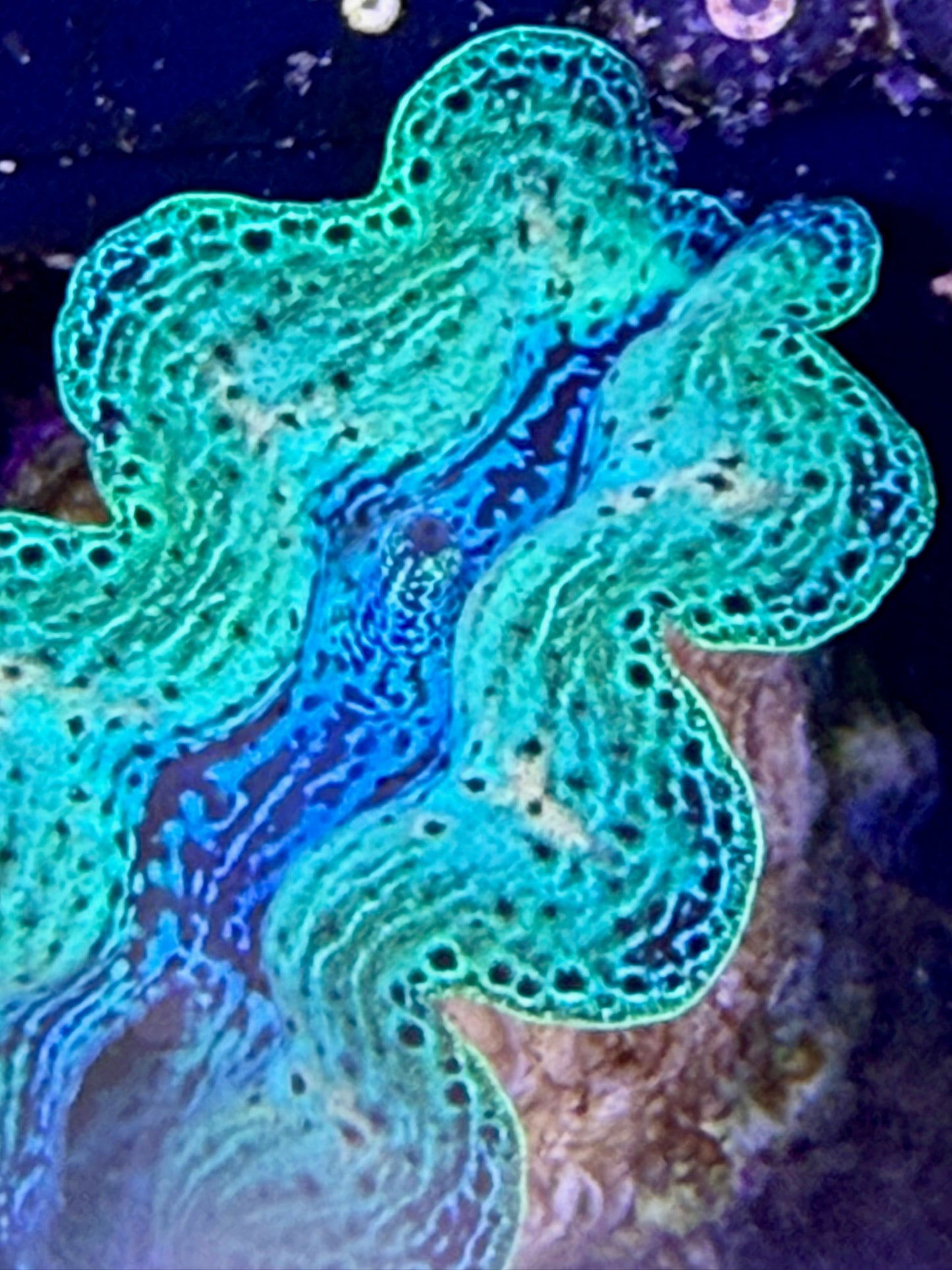 Captive bred Neon Rainbow Crocea tridacna giant clam #84 Black