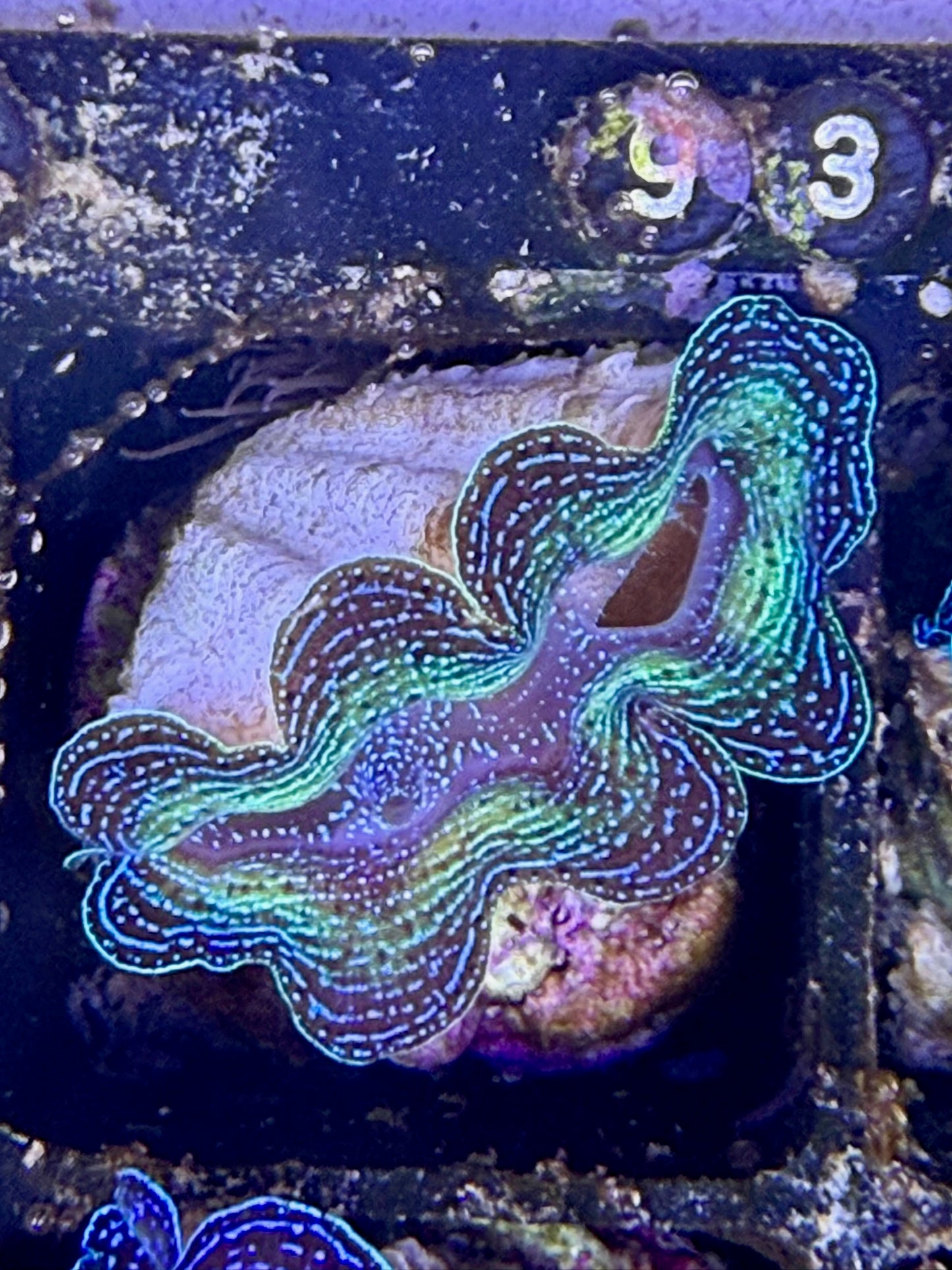 Captive bred Crocea tridacna giant clam #93 Black