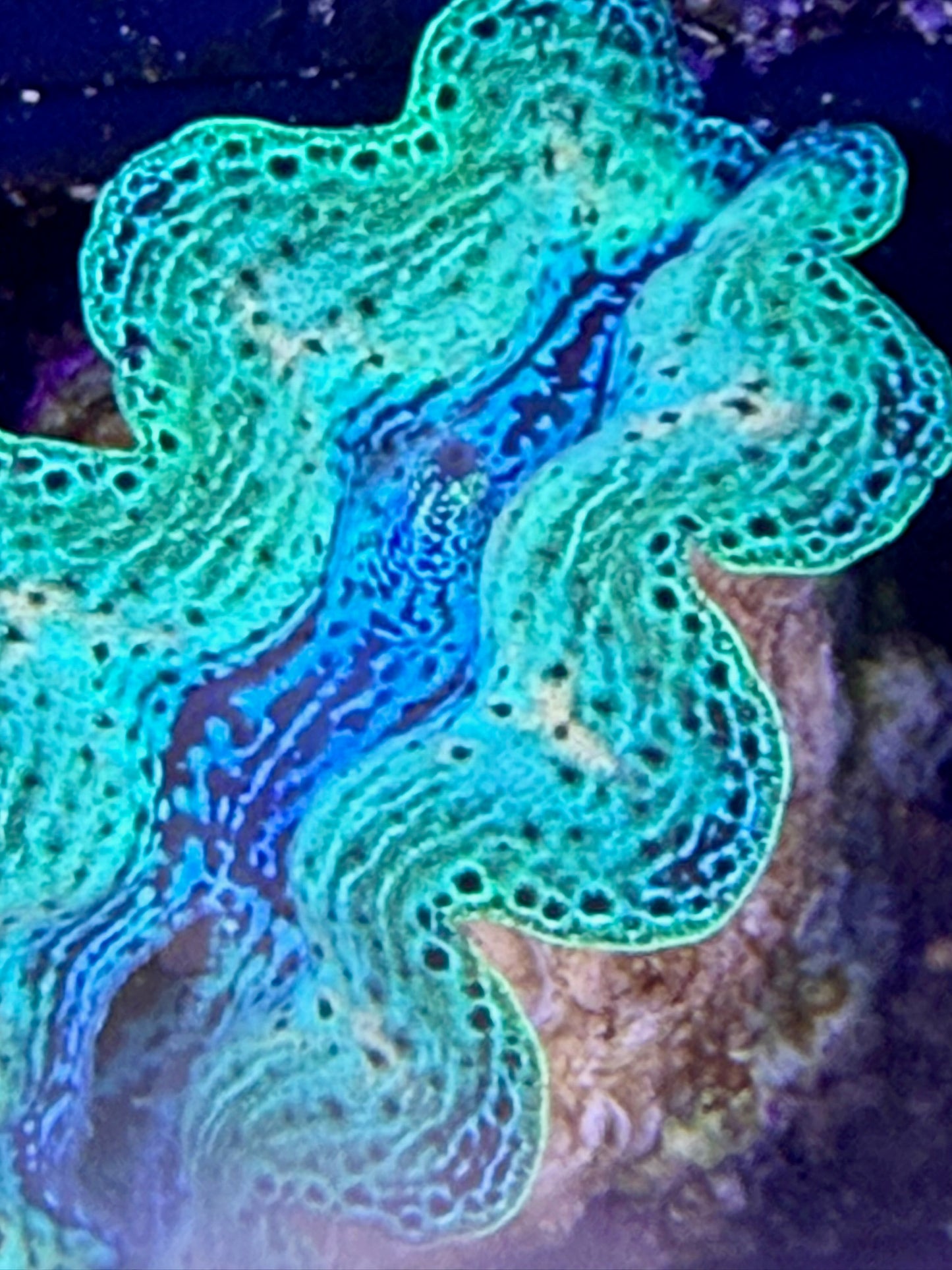 Captive bred Neon Rainbow Crocea tridacna giant clam #84 Black