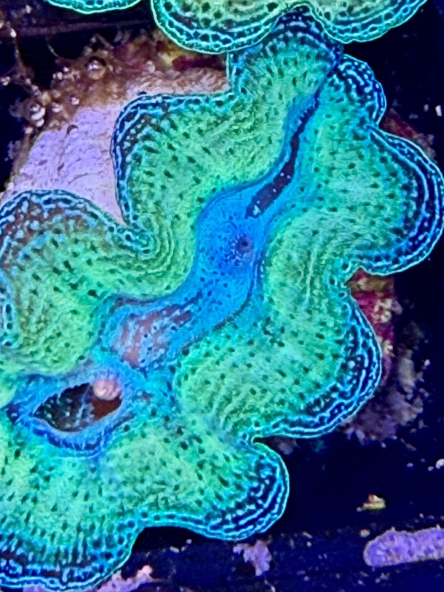 Captive bred Neon Crocea tridacna giant clam #82 Black