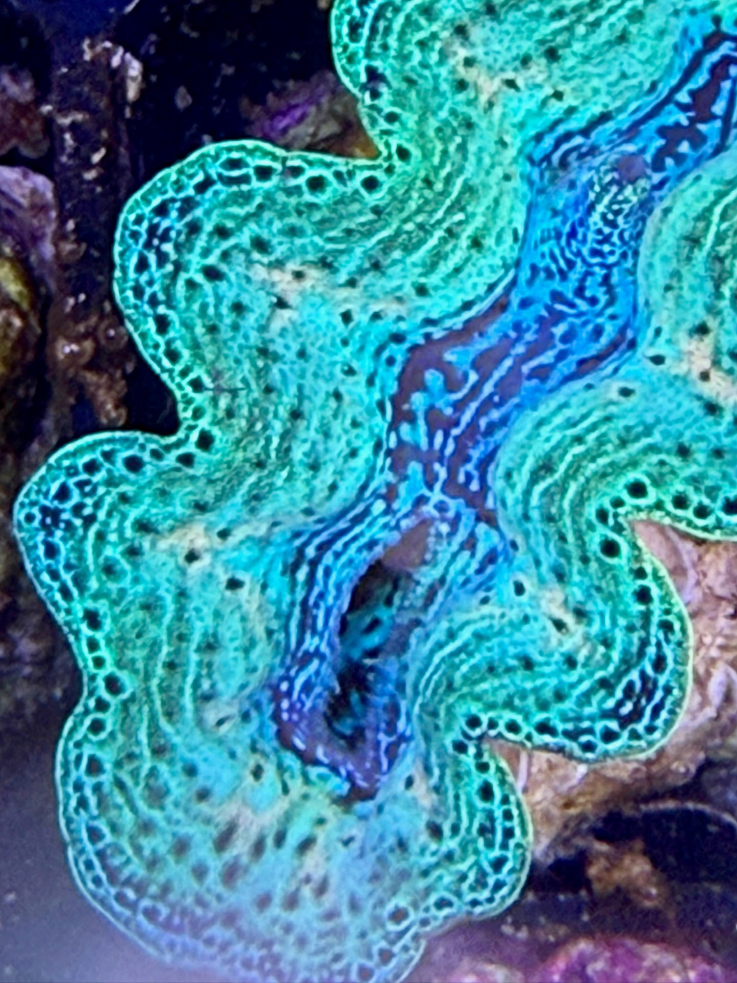 Captive bred Neon Rainbow Crocea tridacna giant clam #84 Black