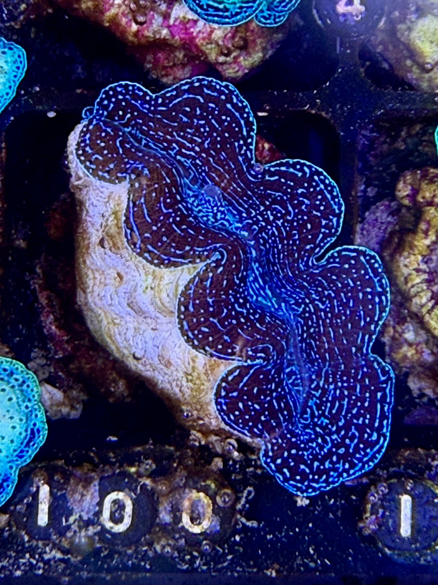 Captive bred Crocea tridacna giant clam #100 Black