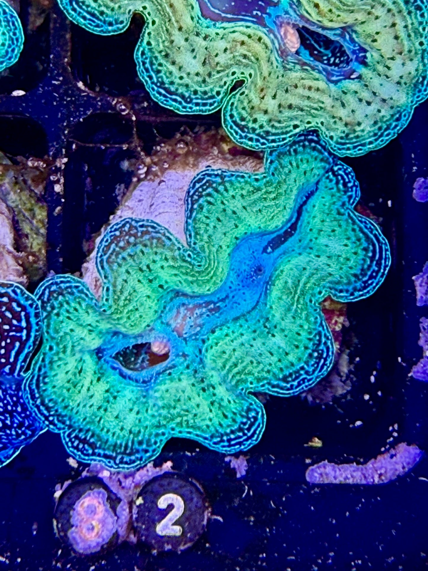 Captive bred Neon Crocea tridacna giant clam #82 Black