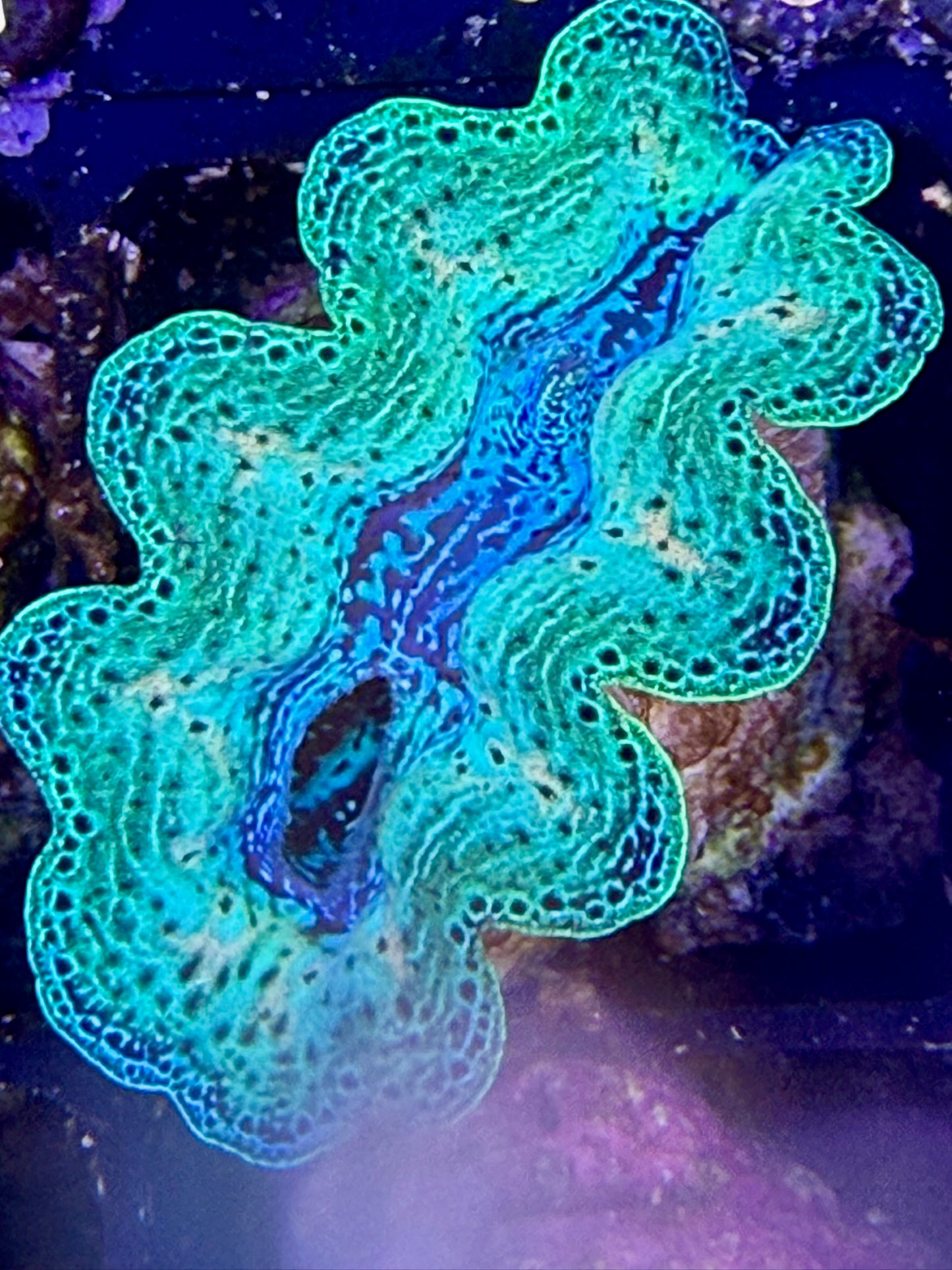 Captive bred Neon Rainbow Crocea tridacna giant clam #84 Black