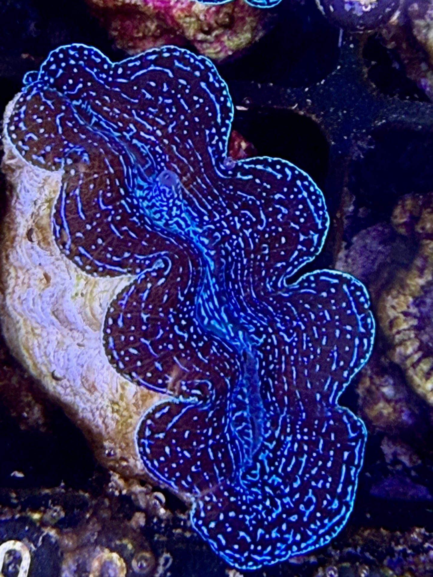 Captive bred Crocea tridacna giant clam #100 Black