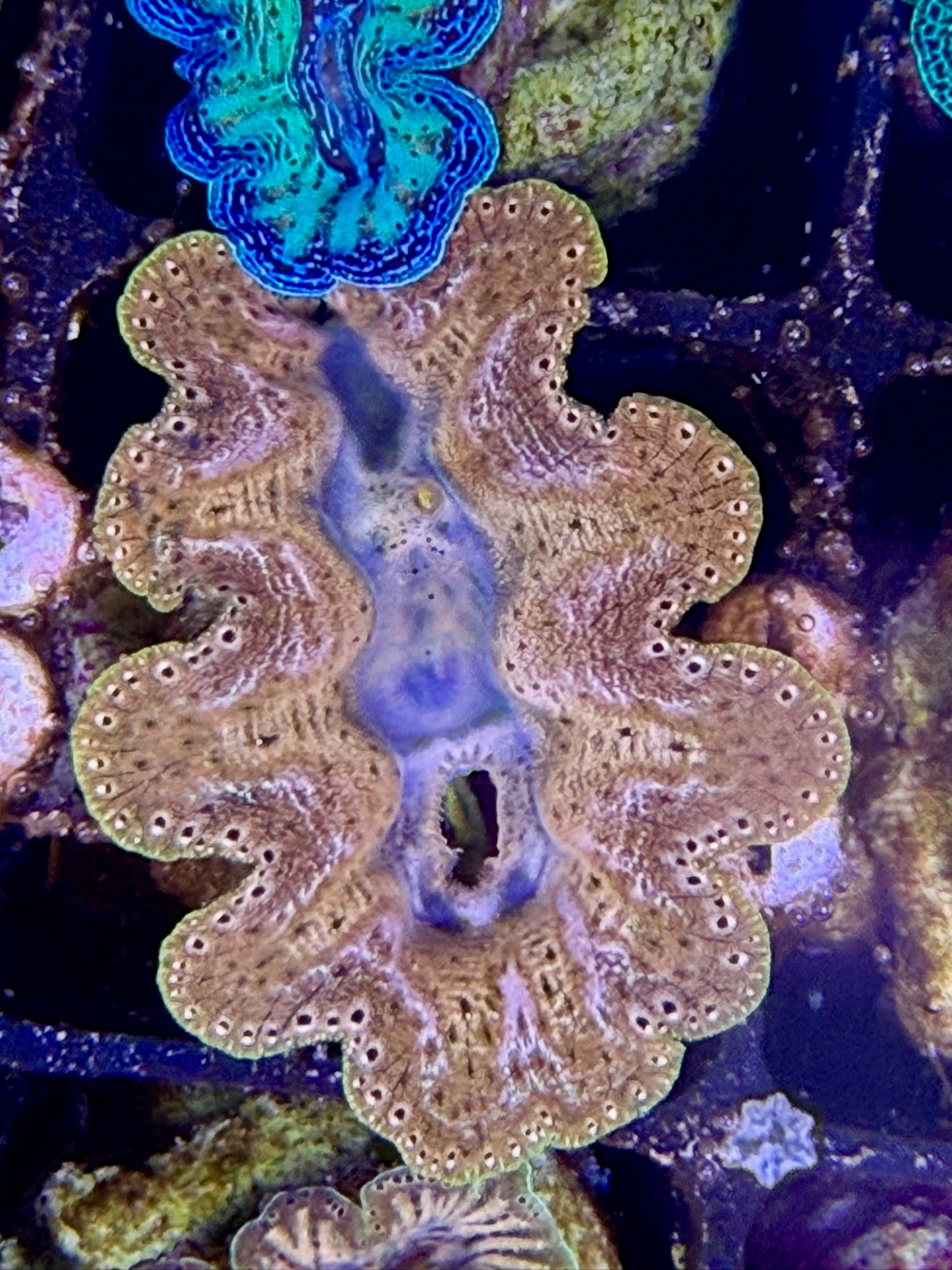 Captive bred Crocea tridacna giant clam