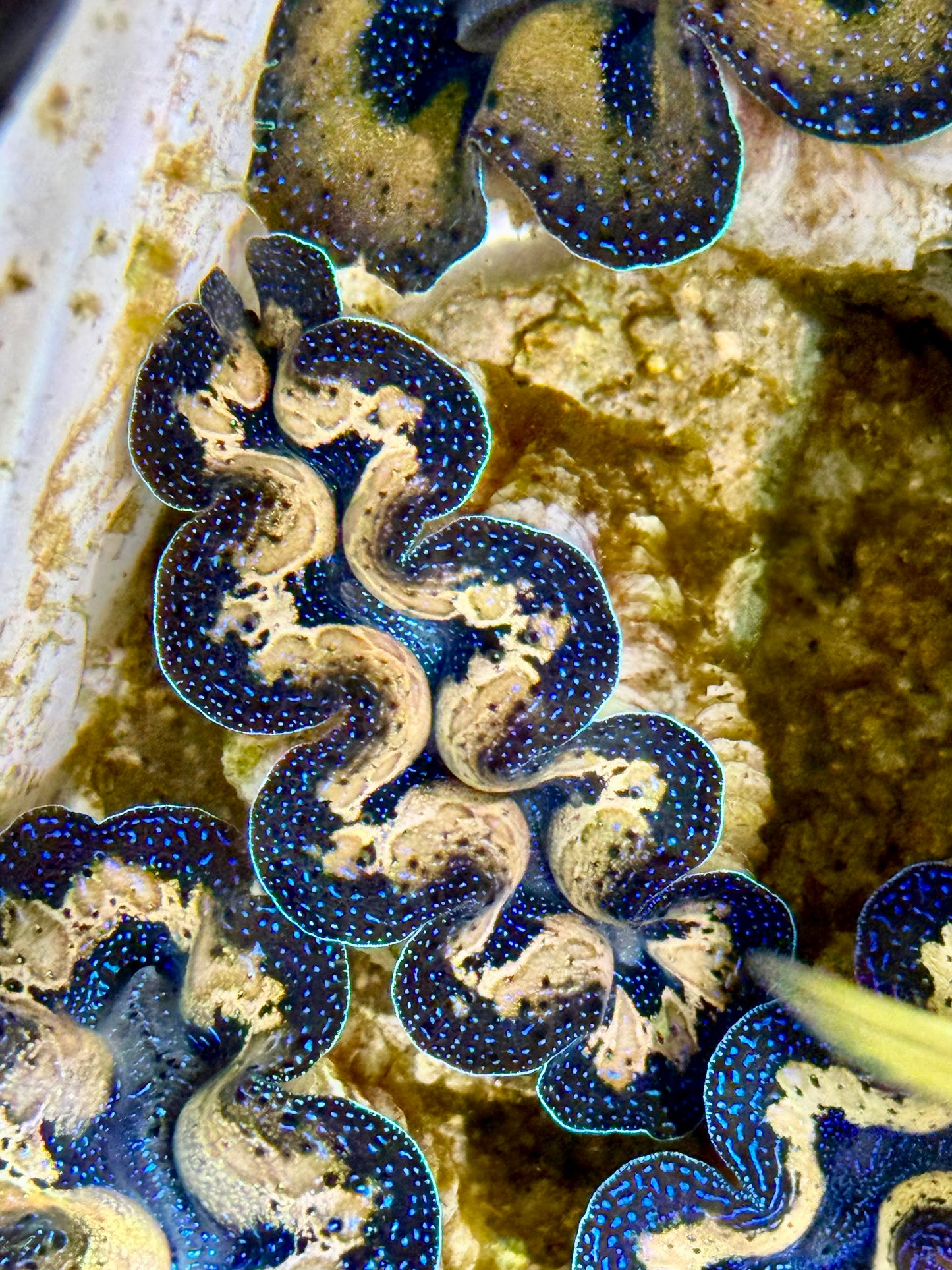 Captive Bred Cultured Tridacna Clam 2” to 2.5 inches I