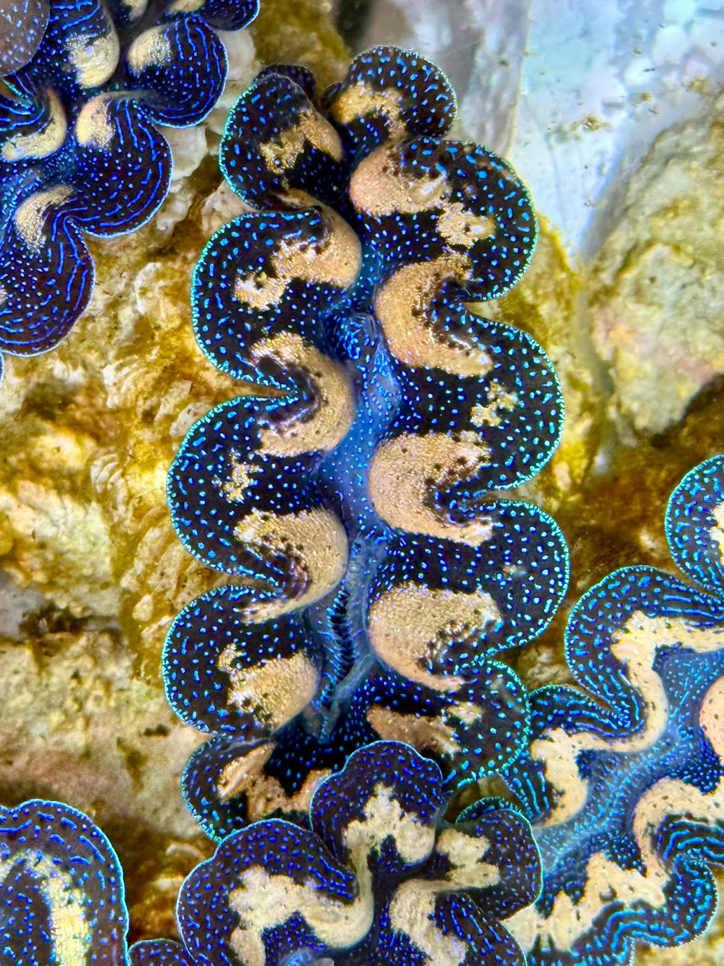 Captive Bred Cultured Tridacna Clam 2” to 2.5 inches I