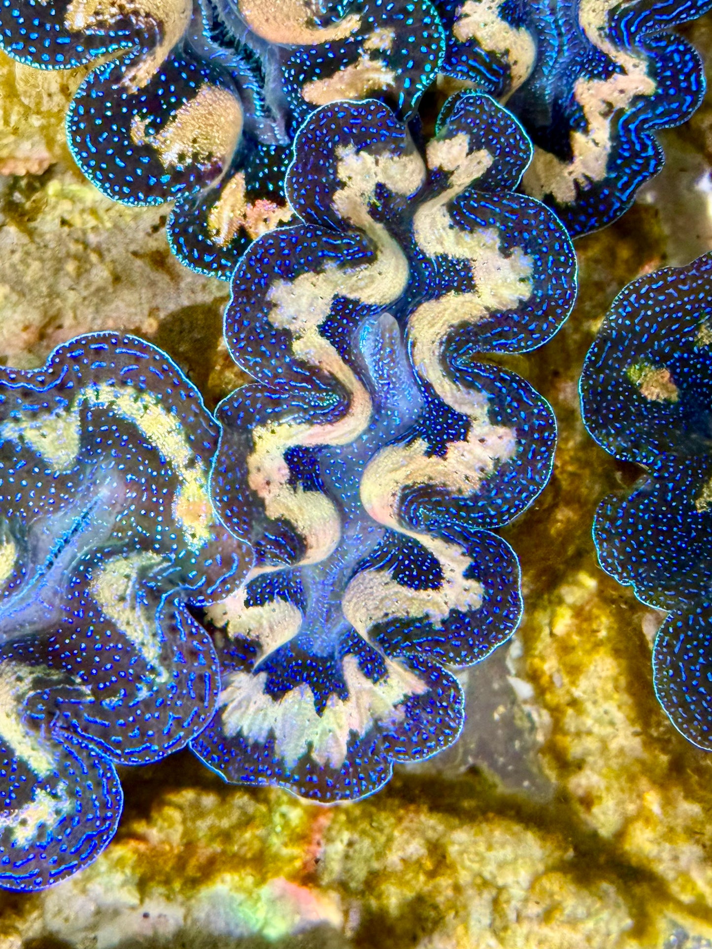 Captive Bred Cultured Tridacna Clam 2” to 2.5 inches I