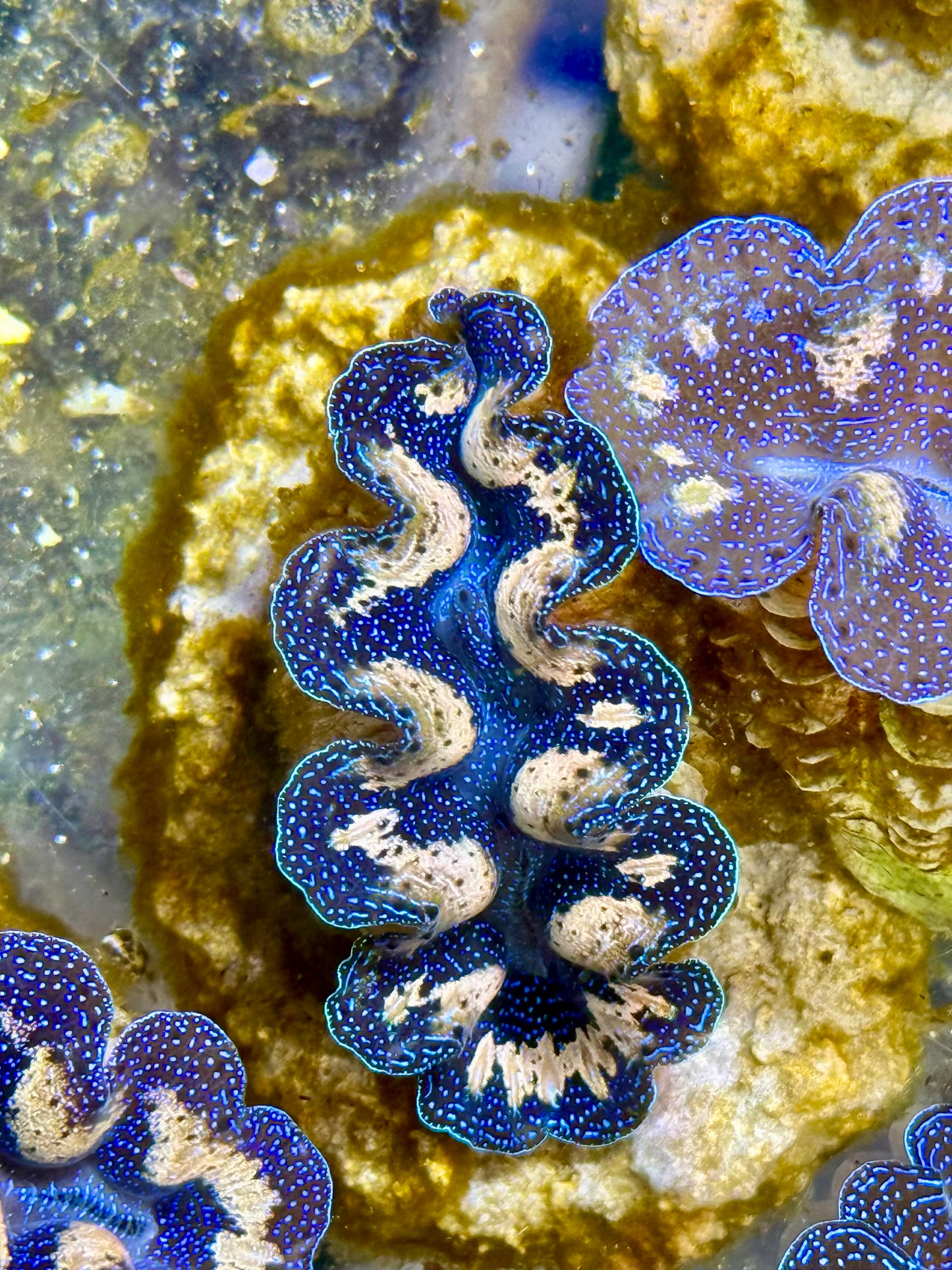 Captive Bred Cultured Tridacna Clam 2” to 2.5 inches I