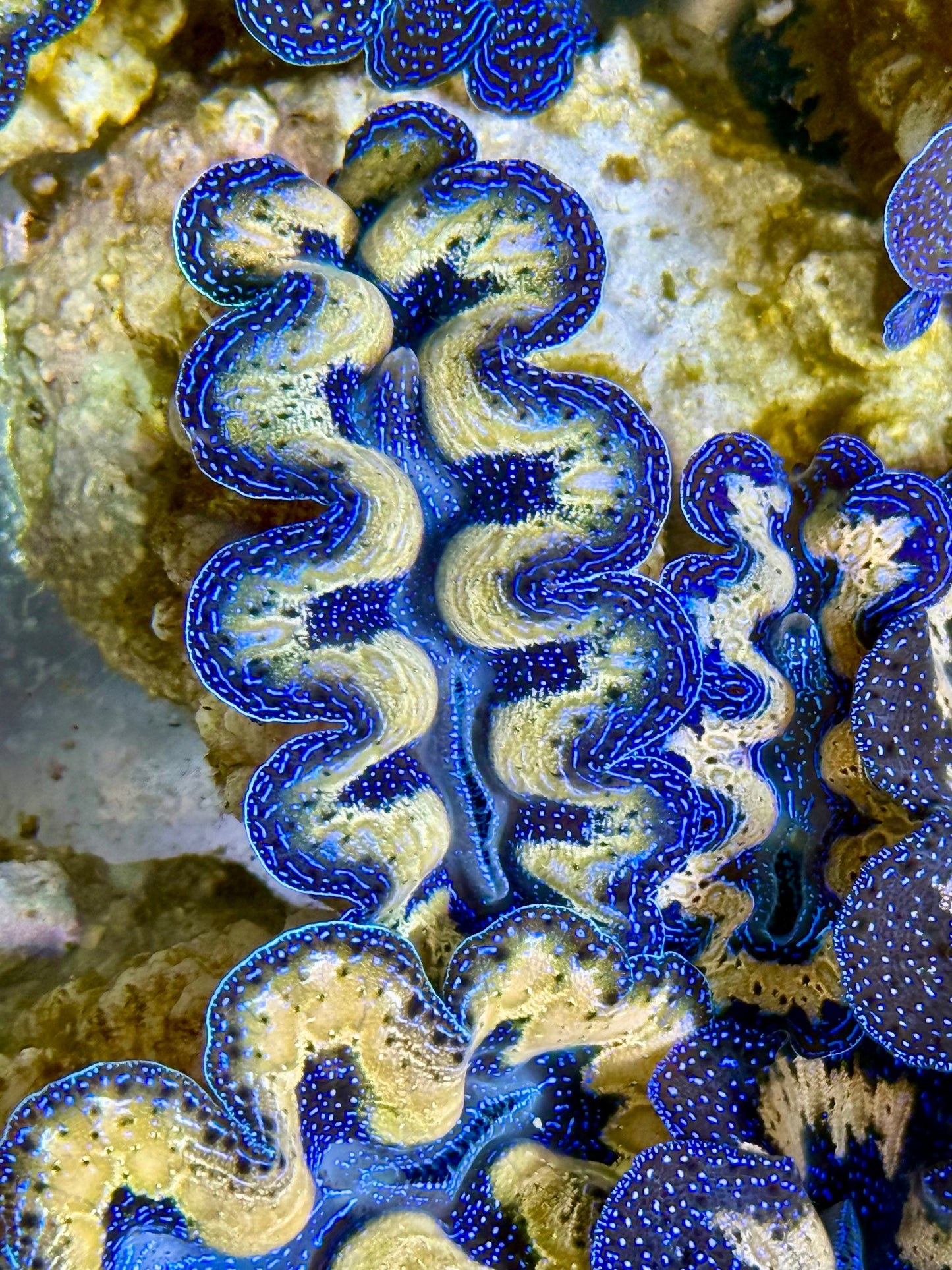 Captive Bred Cultured Tridacna Clam 2” to 2.5 inches I