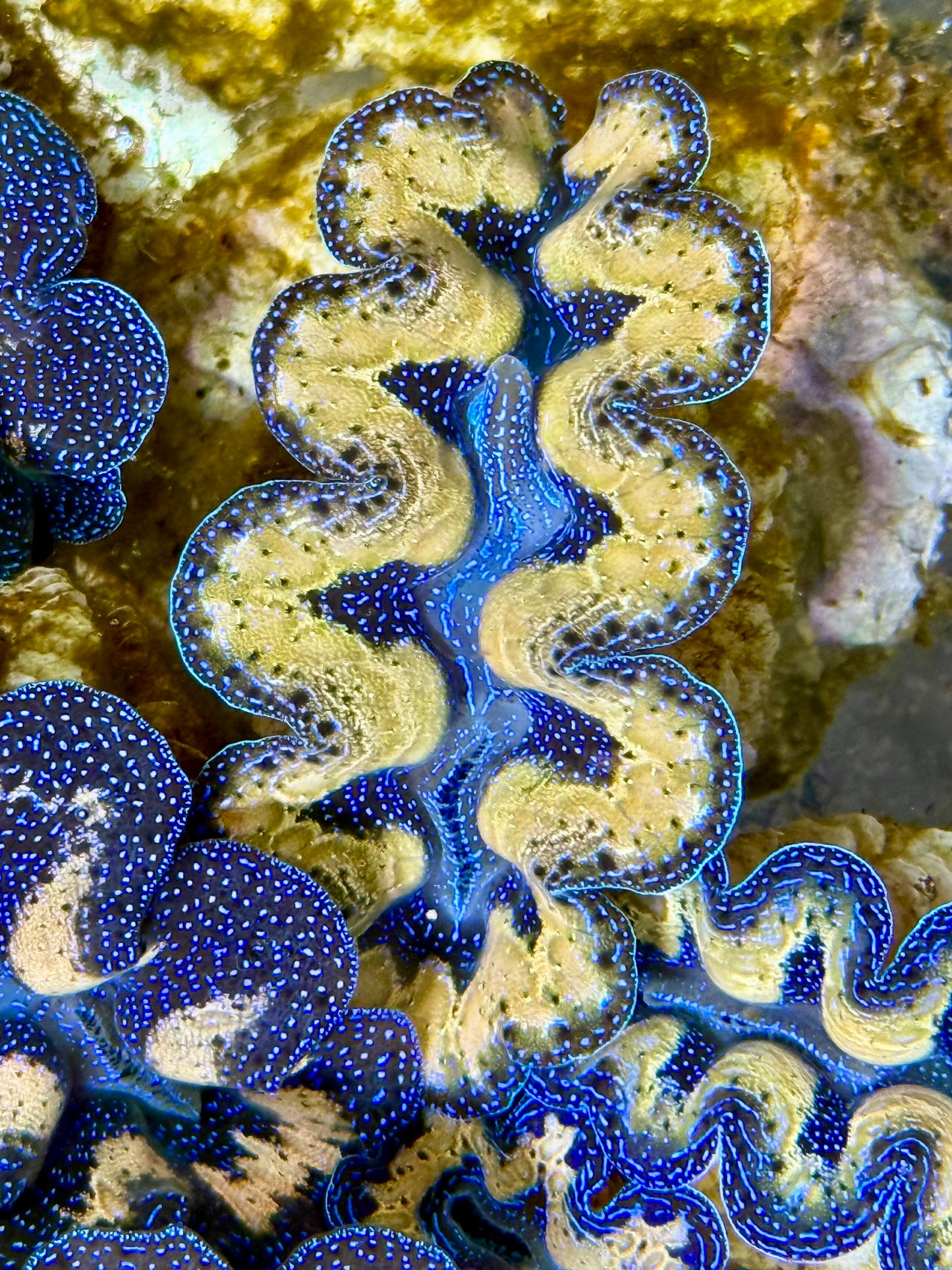 Captive Bred Cultured Tridacna Clam 2” to 2.5 inches I