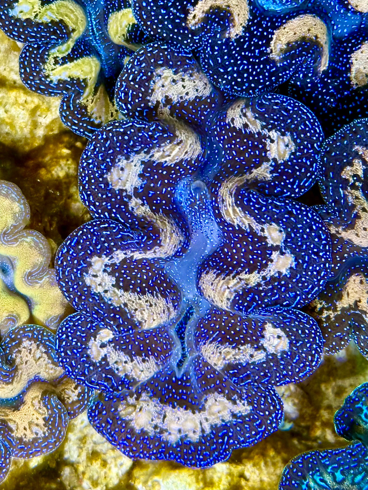 Captive Bred Cultured Tridacna Clam 2” to 2.5 inches I