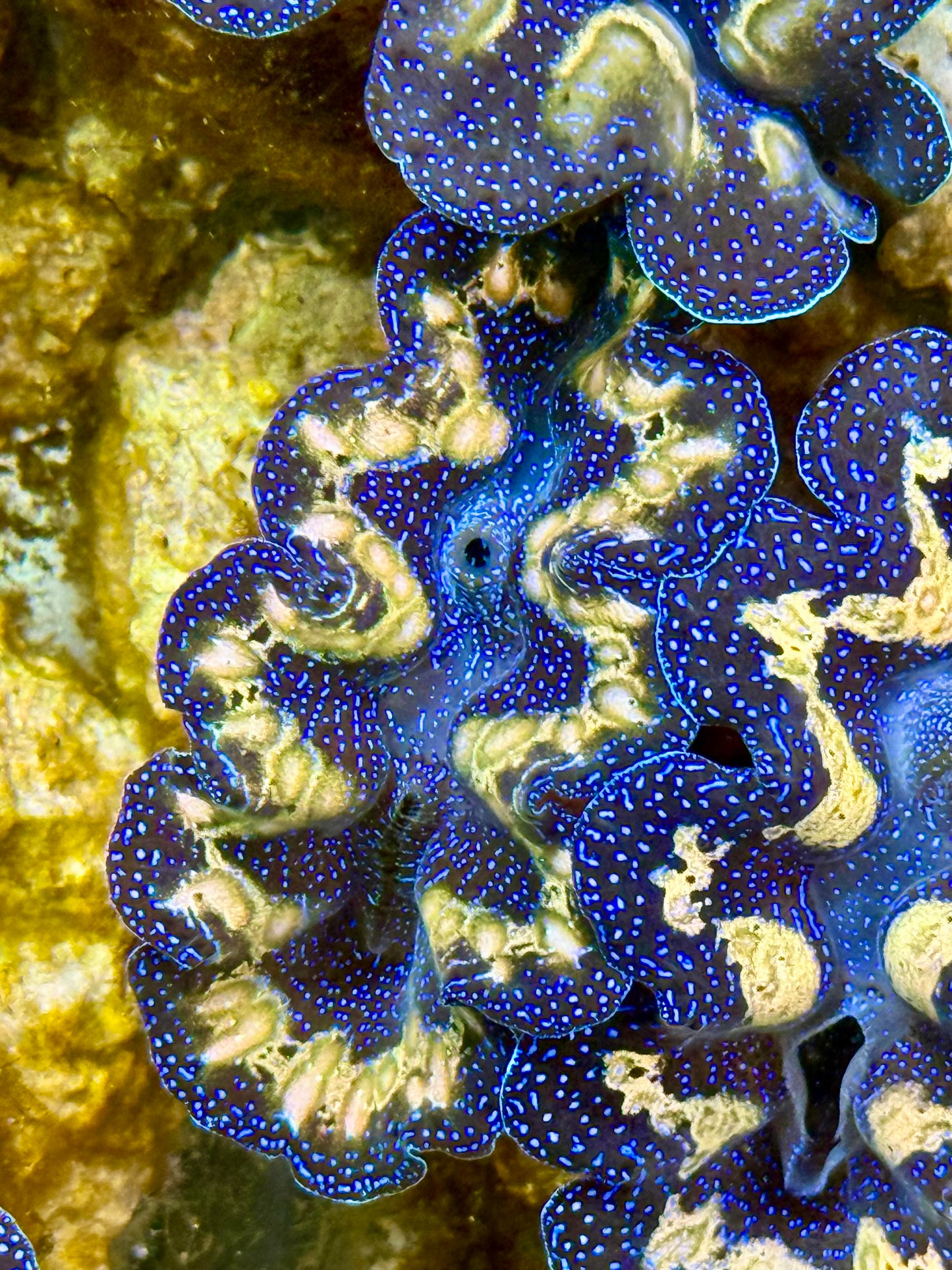 Captive Bred Cultured Tridacna Clam 2” to 2.5 inches J