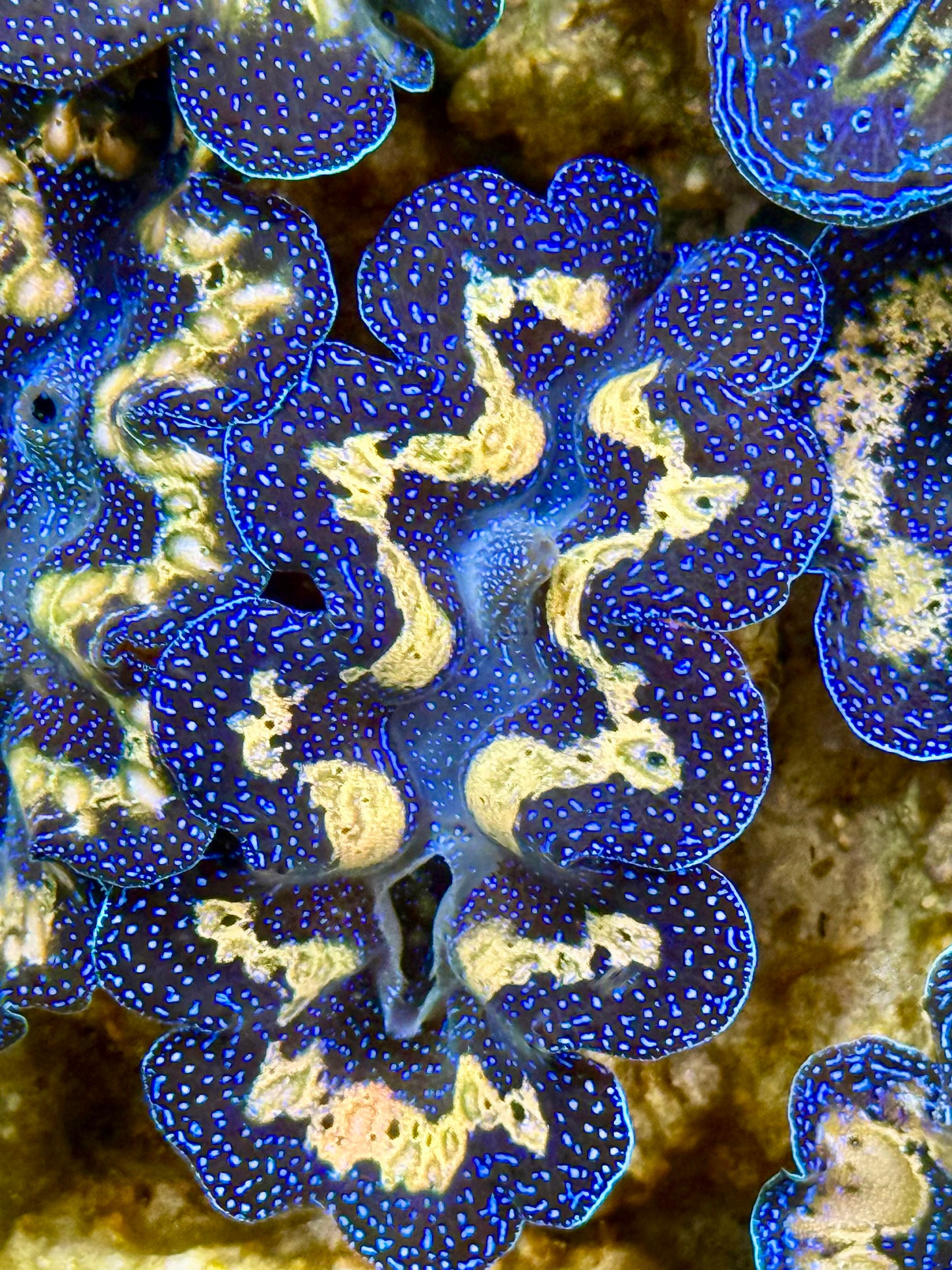 Captive Bred Cultured Tridacna Clam 2” to 2.5 inches J