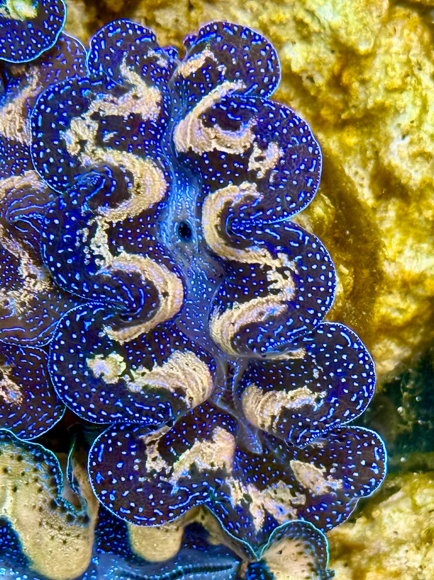 Captive Bred Cultured Tridacna Clam 2” to 2.5 inches J