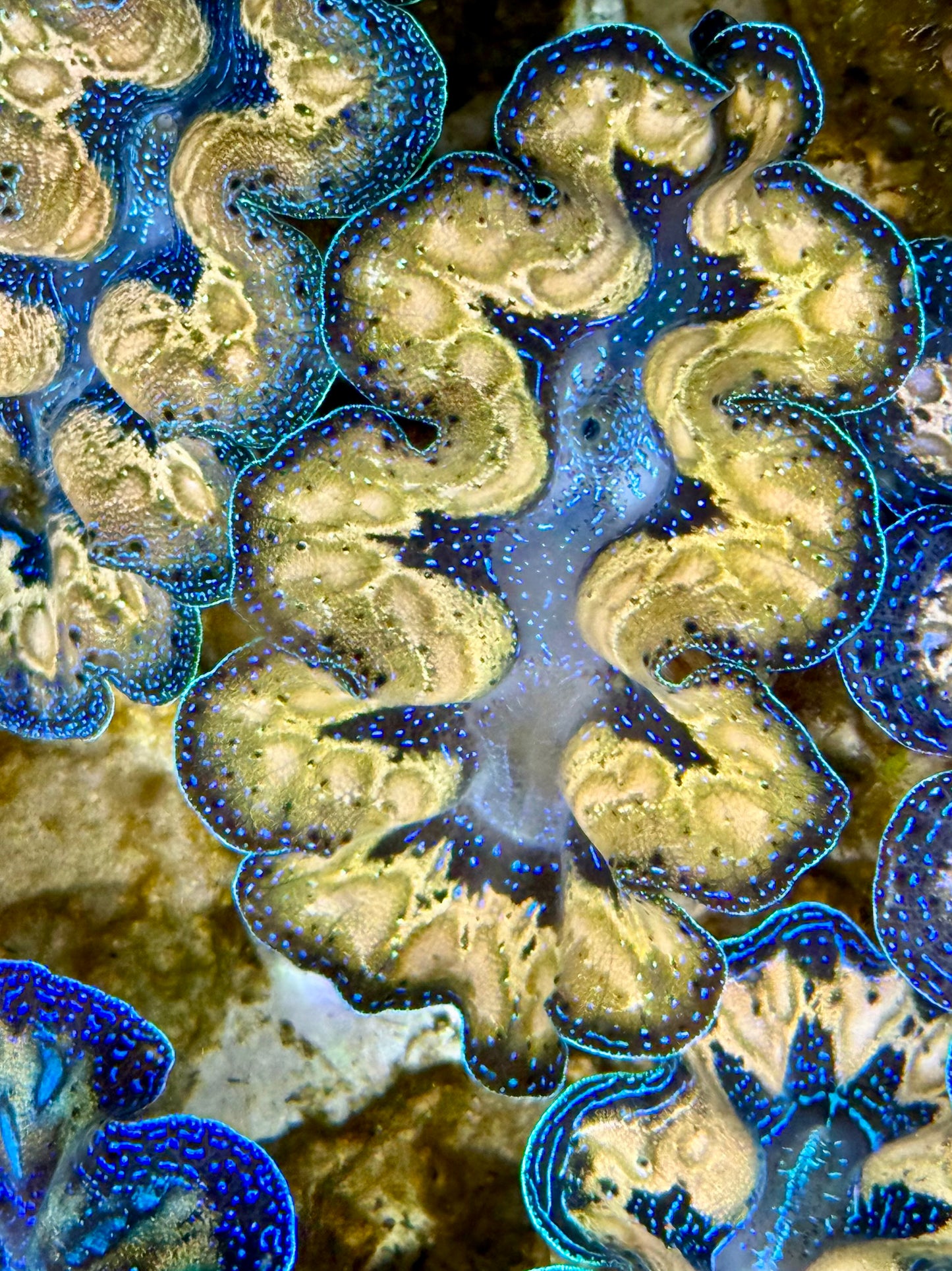 Captive Bred Cultured Tridacna Clam 2” to 2.5 inches J