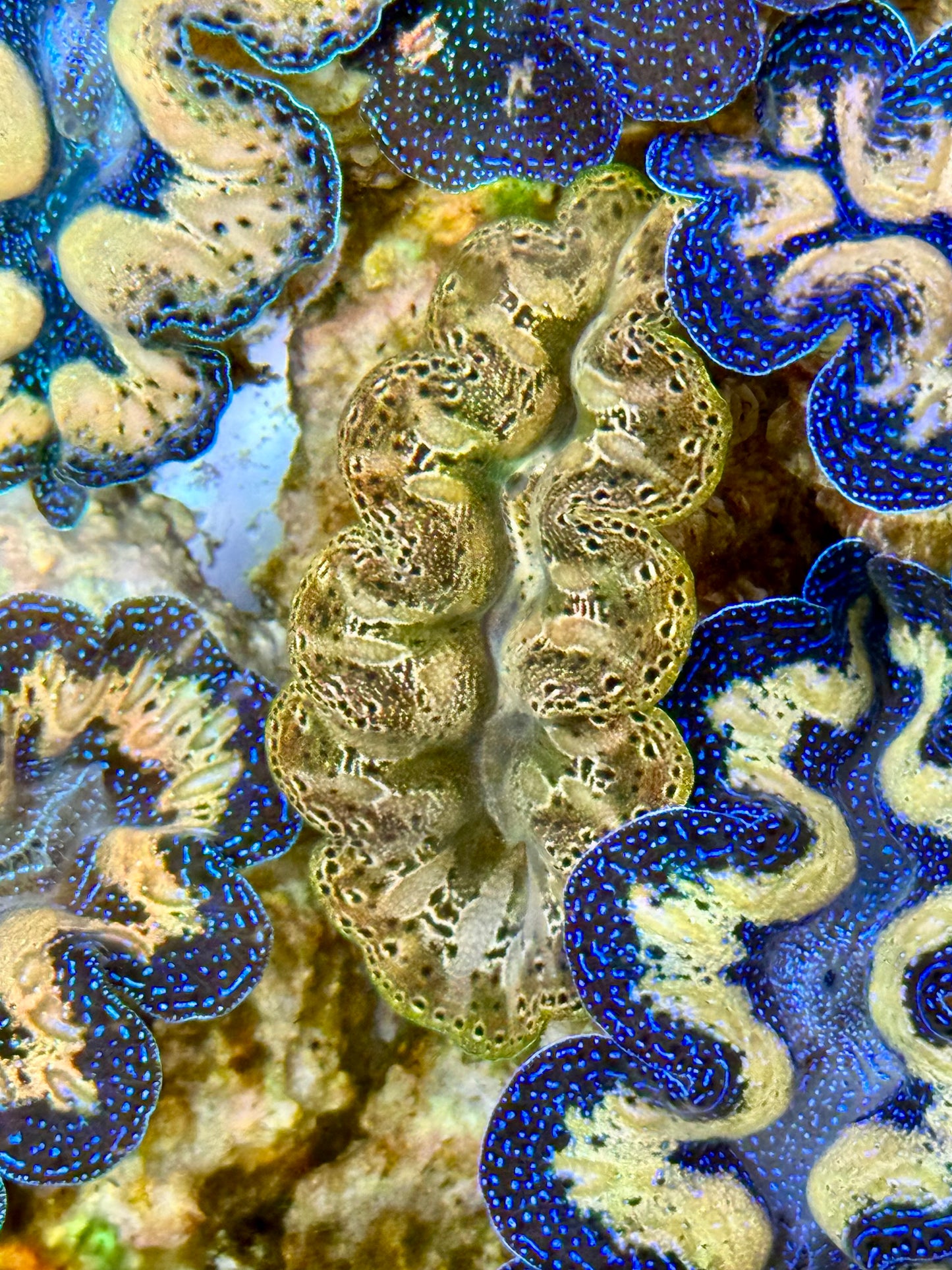 Captive Bred Cultured Tridacna Clam 2” to 2.5 inches J