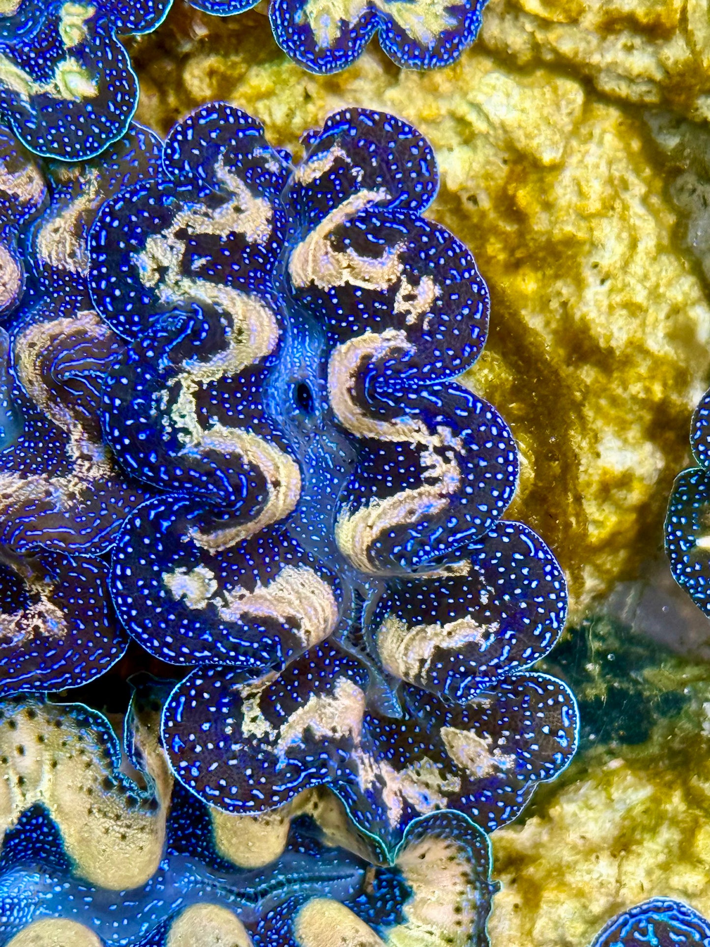 Captive Bred Cultured Tridacna Clam 2” to 2.5 inches J