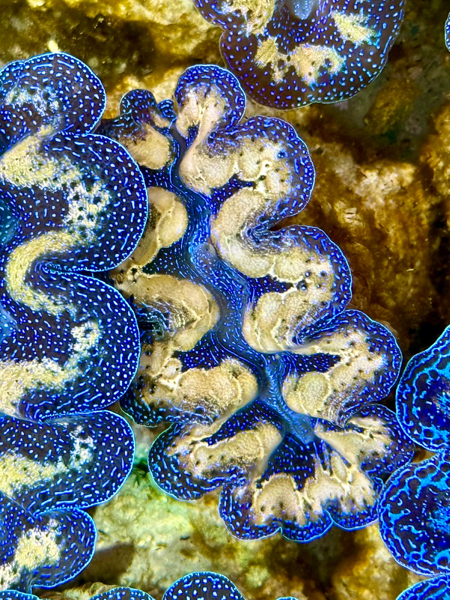 Captive Bred Cultured Tridacna Clam 2” to 2.5 inches J