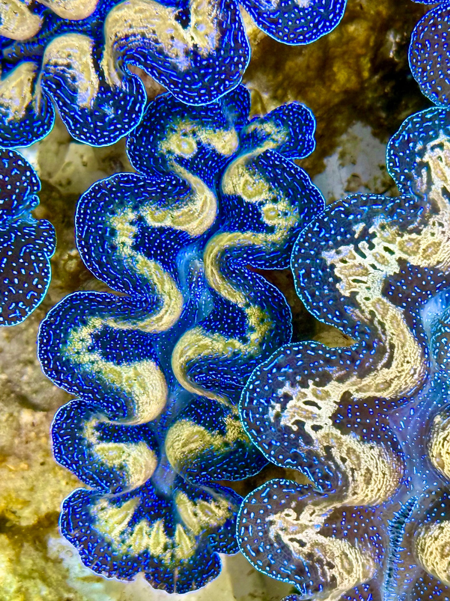 Captive Bred Cultured Tridacna Clam 2” to 2.5 inches J