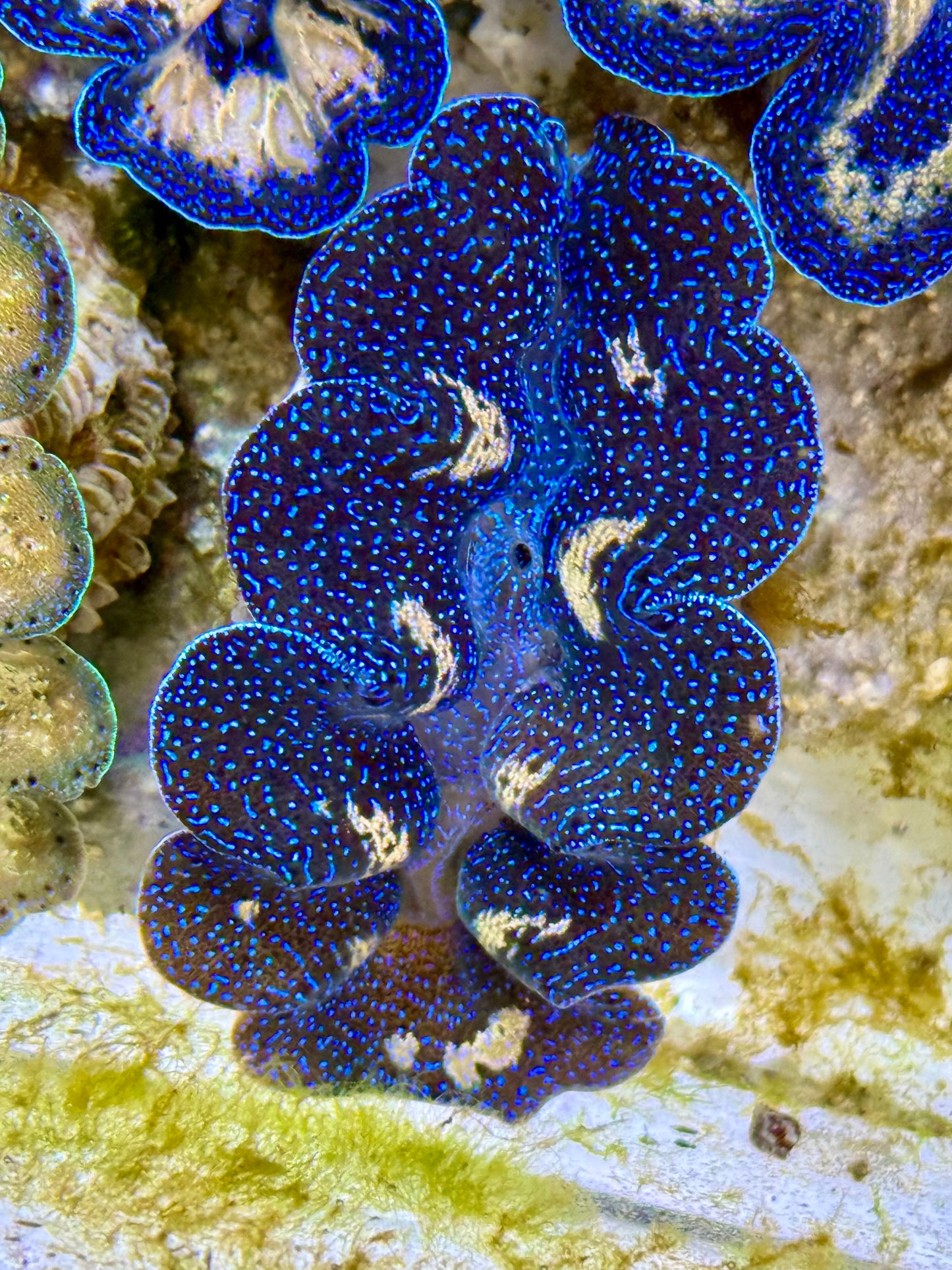 Captive Bred Cultured Tridacna Clam 2” to 2.5 inches J