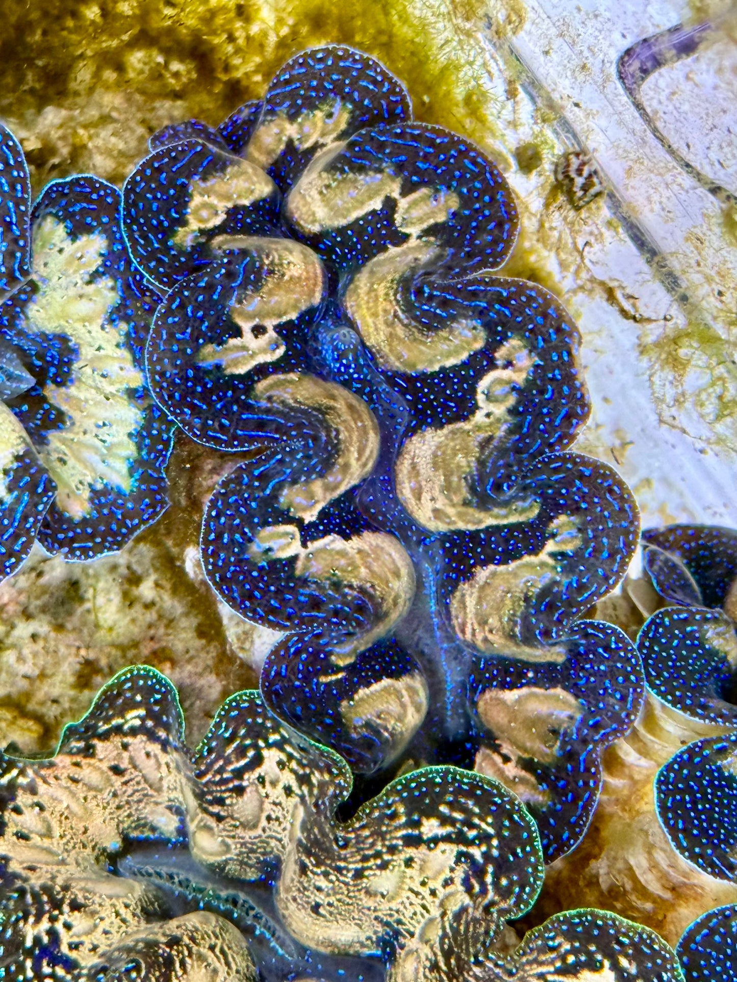 Captive Bred Cultured Tridacna Clam 2” to 2.5 inches J