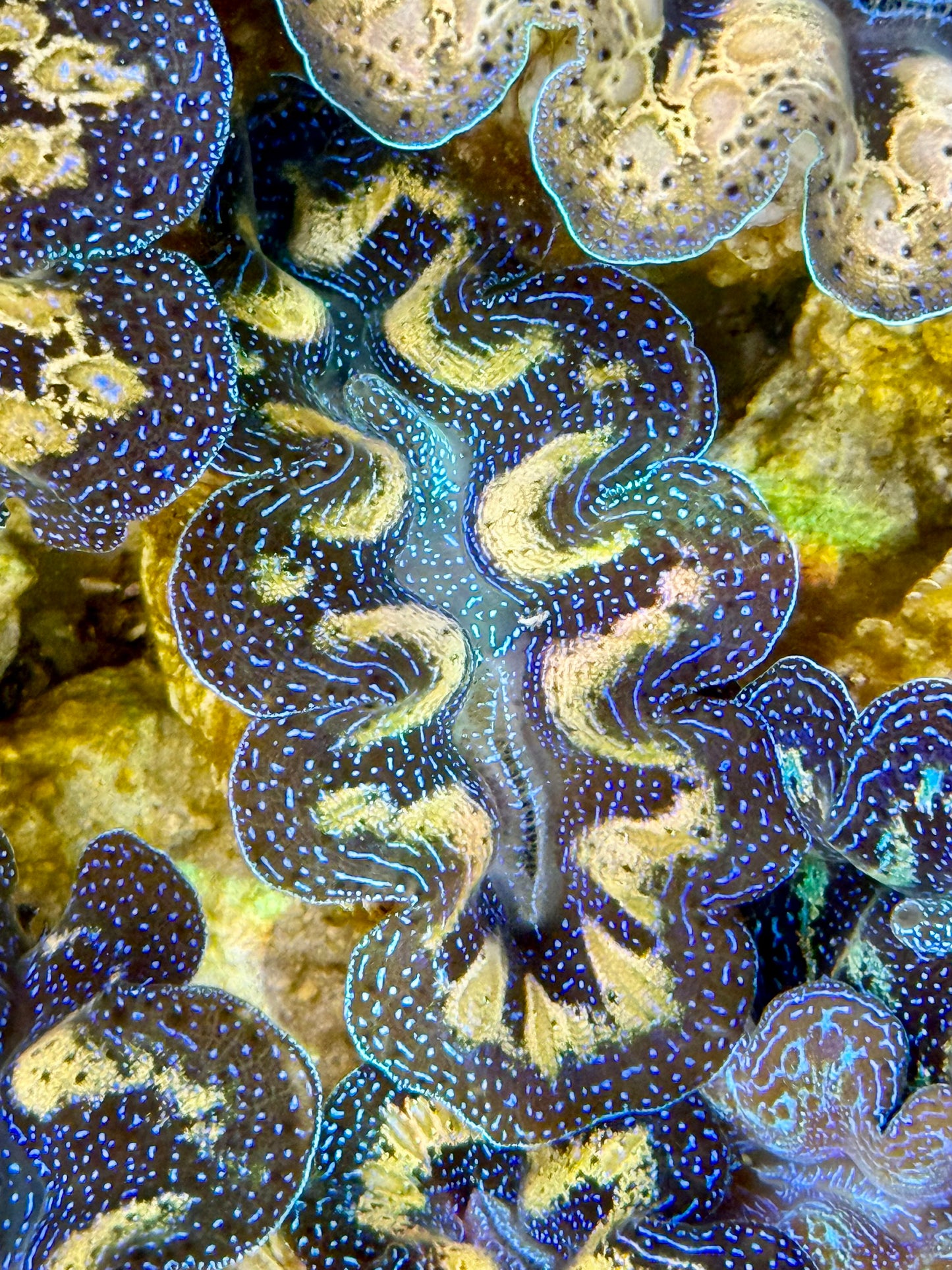 Captive Bred Cultured Tridacna Clam 2” to 2.5 inches J