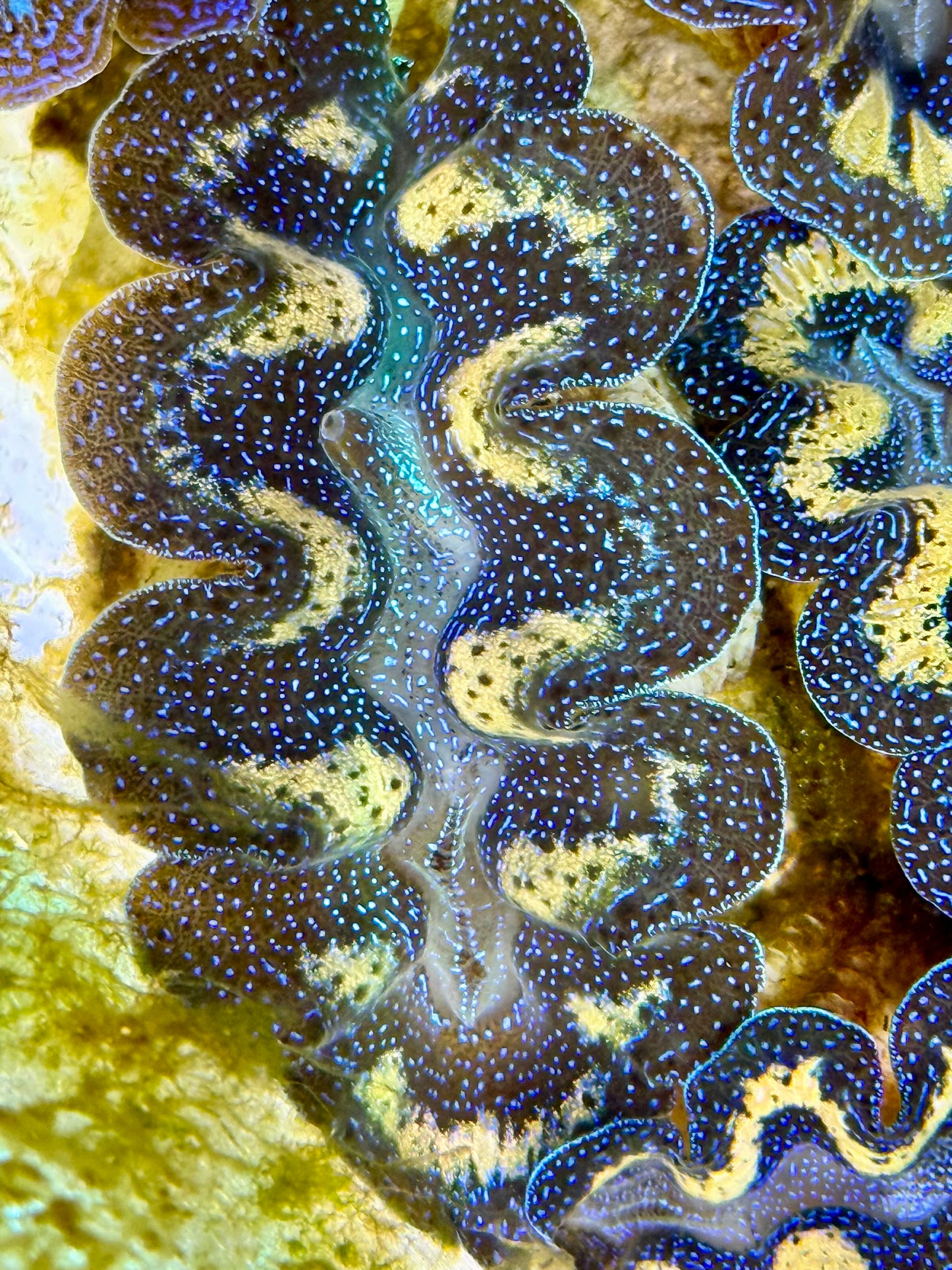 Captive Bred Cultured Tridacna Clam 2” to 2.5 inches J